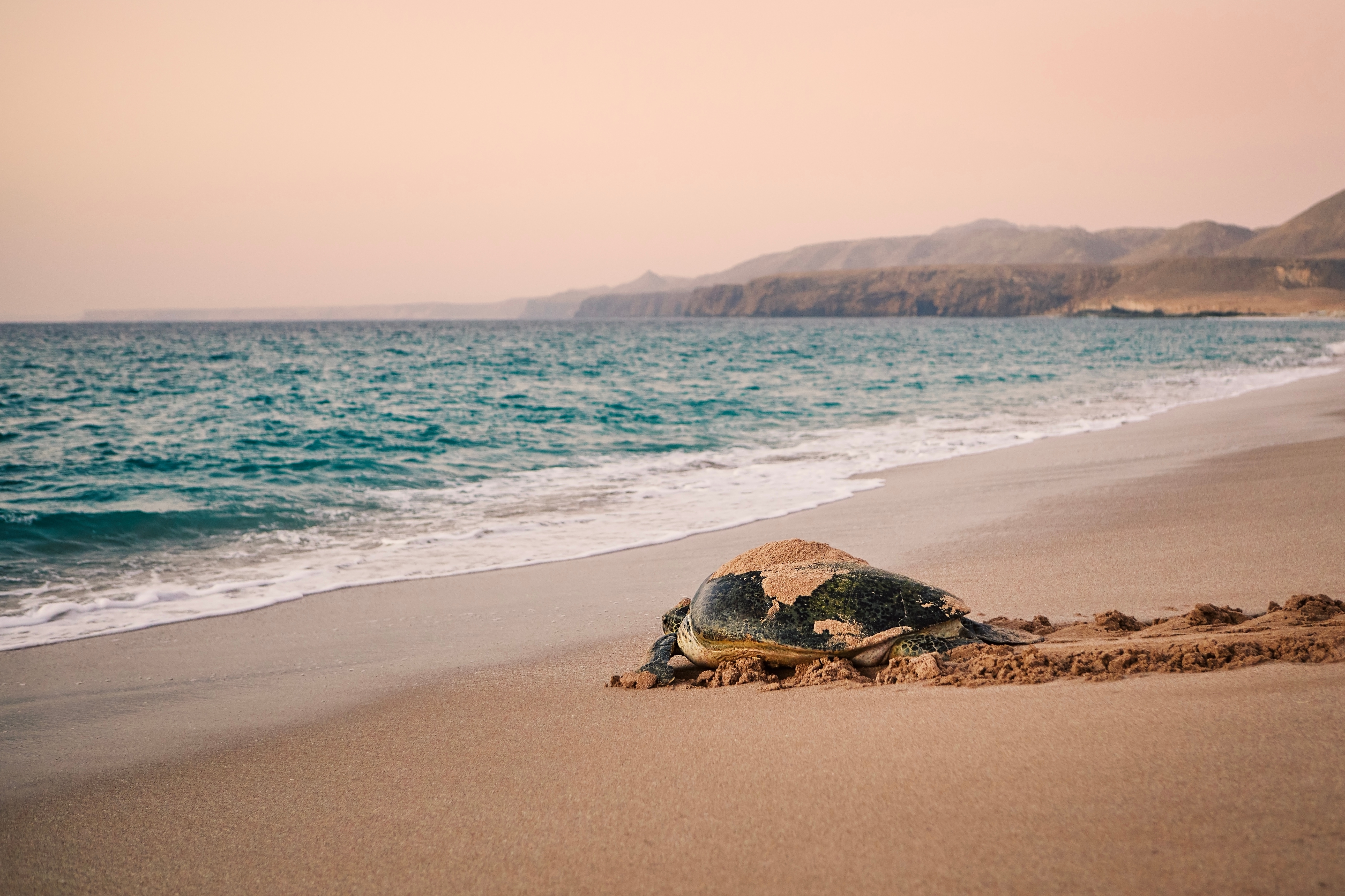 Turtles laying their eggs at Ras Al Jinz Turtle Reserve, Oman