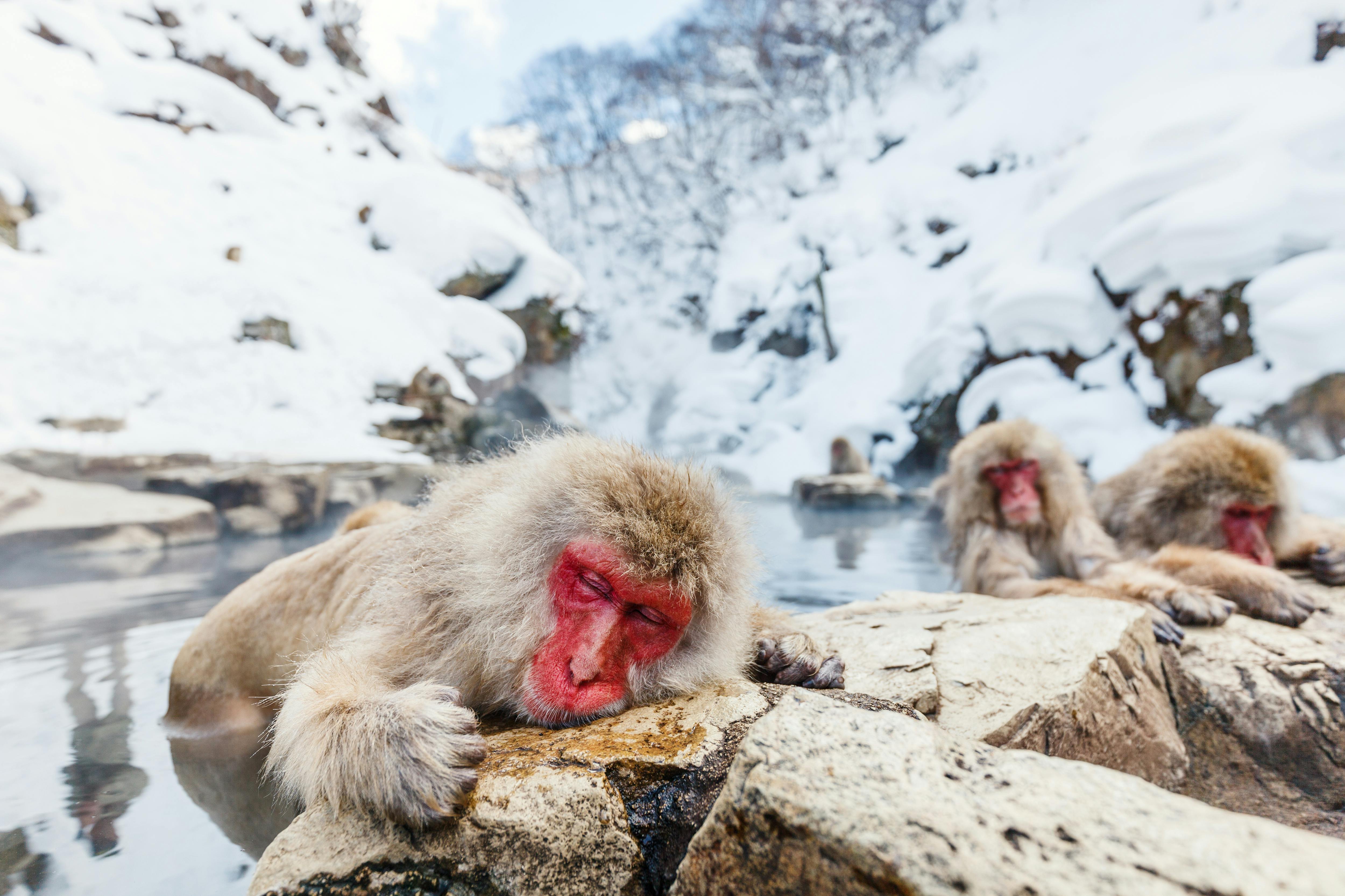 Snow monkeys - Japanese Macaques