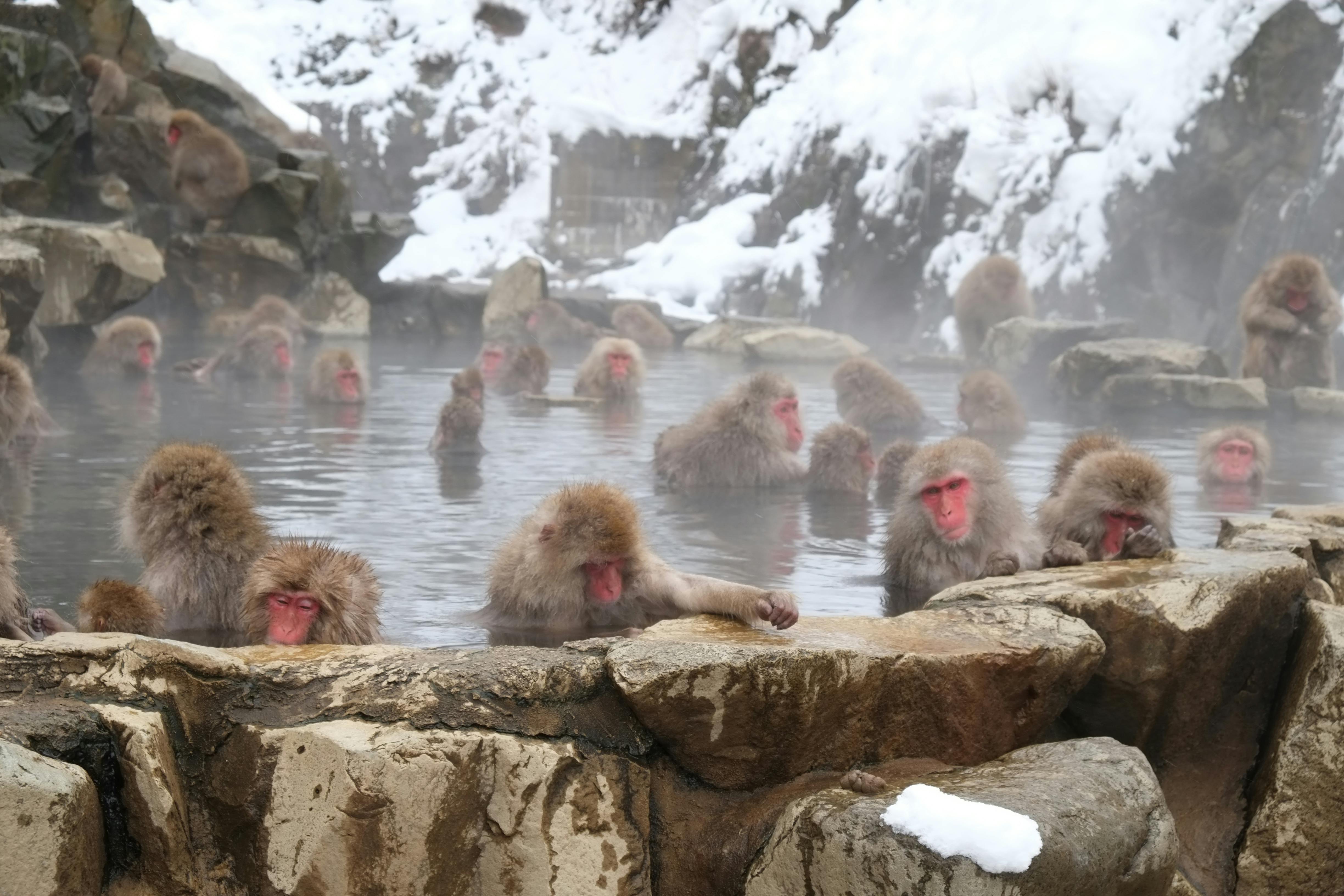 Snow monkeys bathing in hot springs