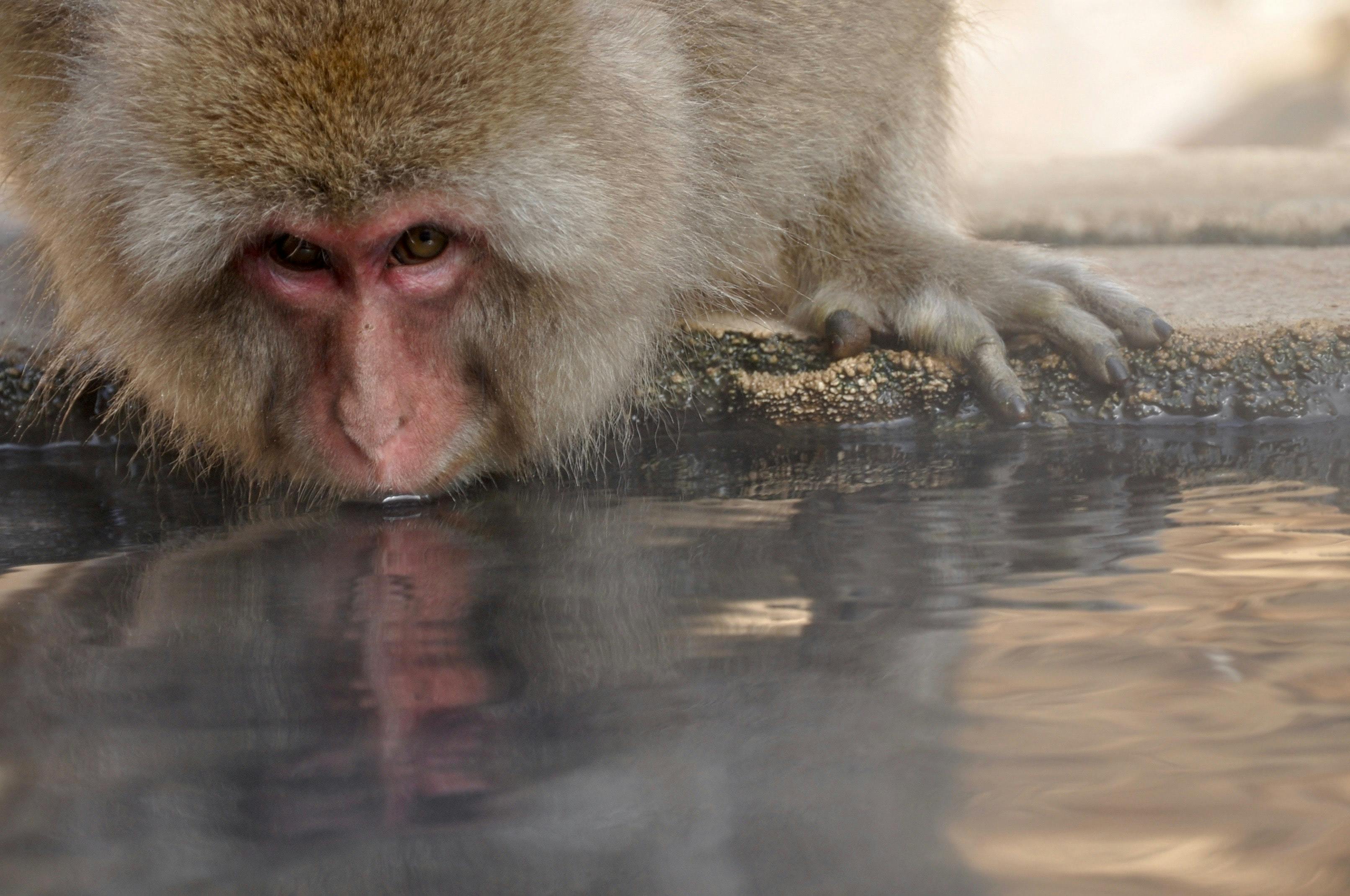 Snow Monkey drinking