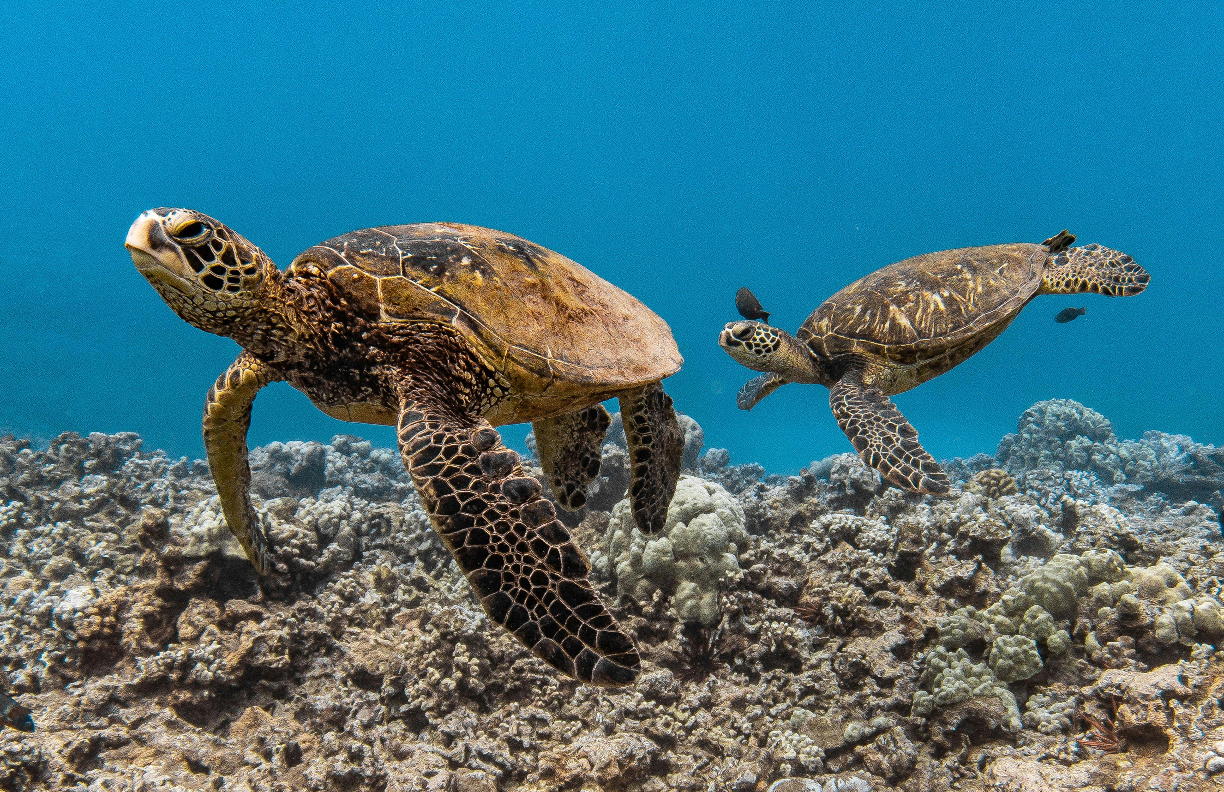 Molokini Deluxe Snorkel Sail