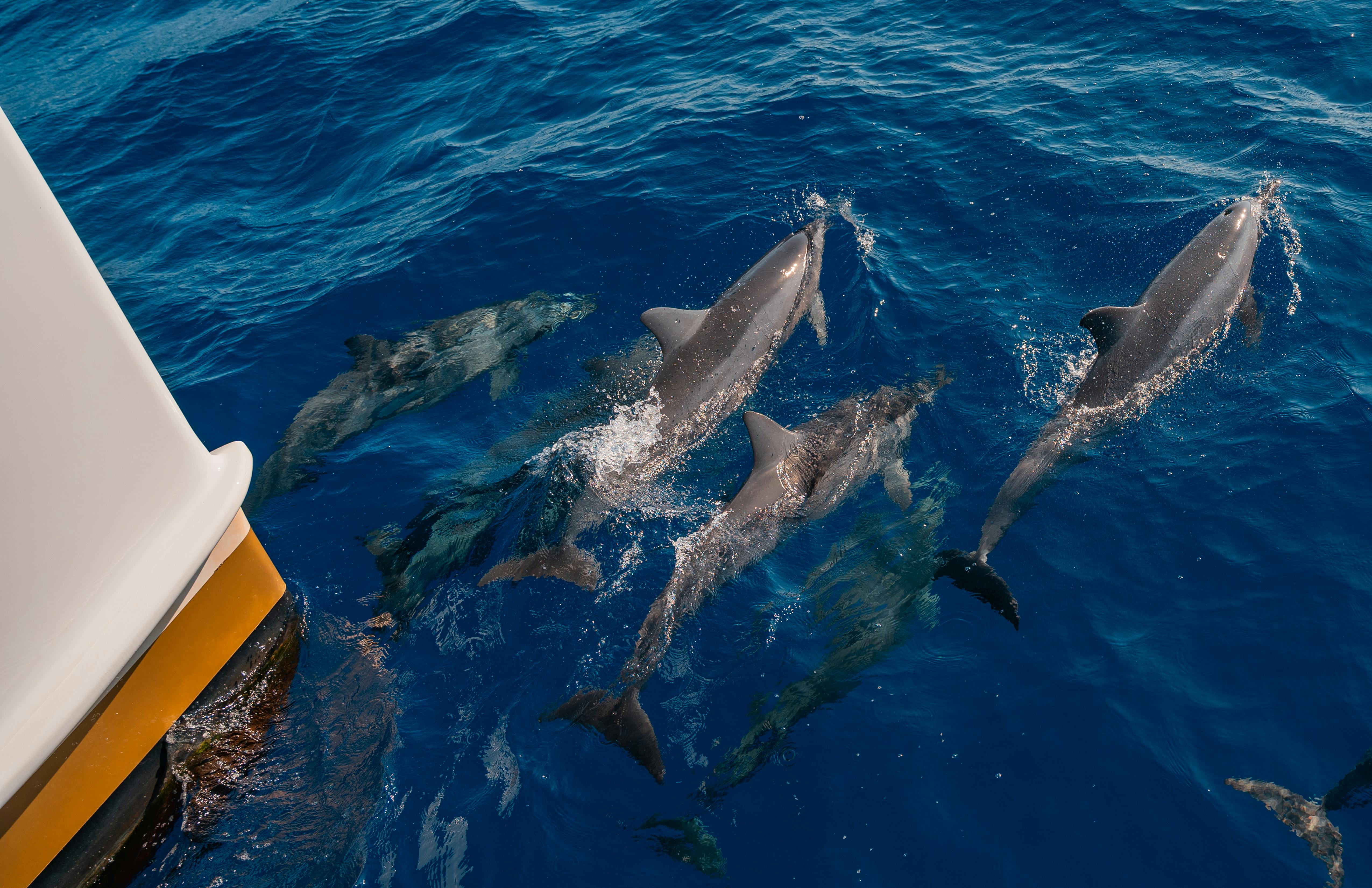 Molokini Deluxe Snorkel Sail