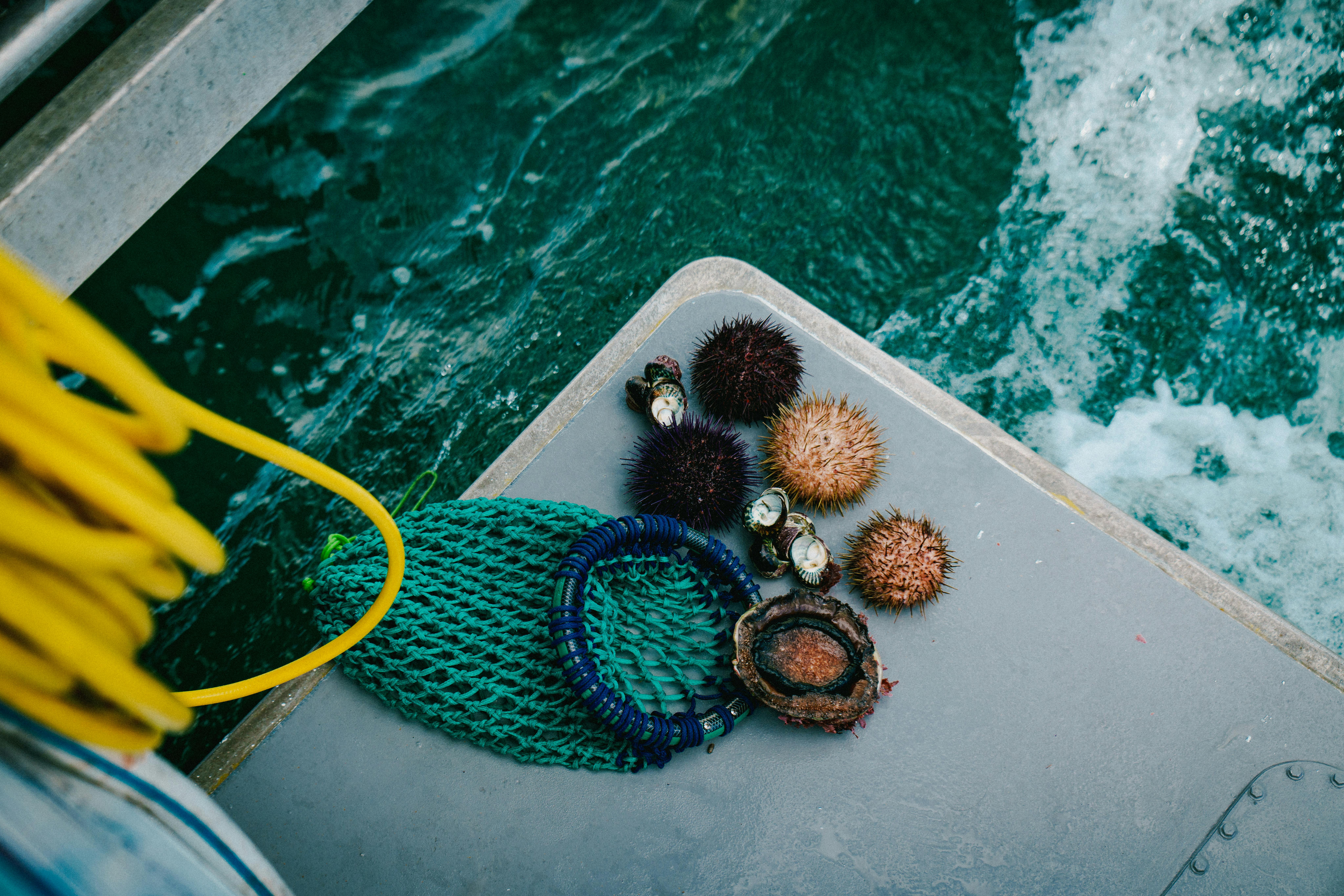 Deep-to-Dish: Tasmanian Seafood Cruise