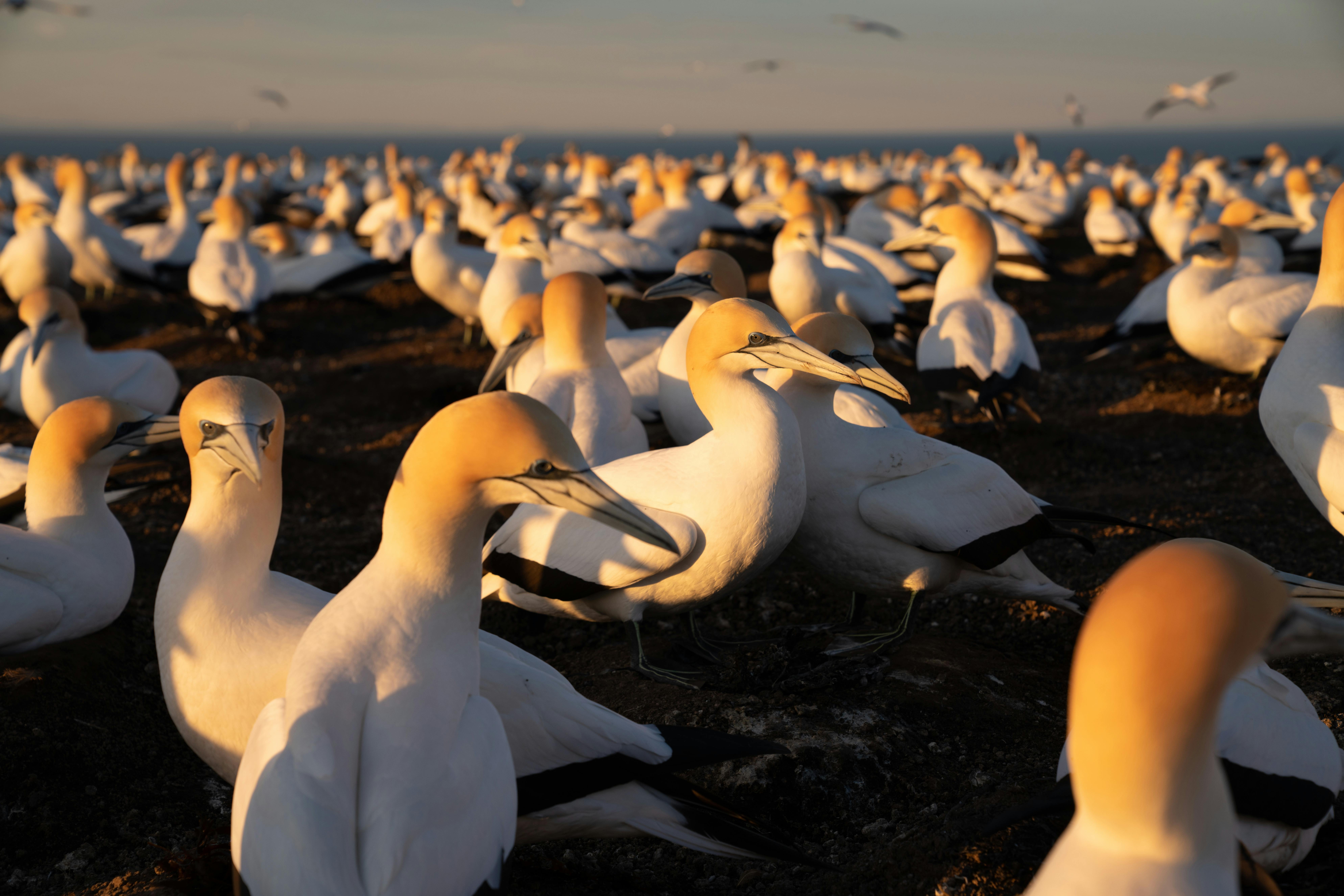 Gannet Safari Sunrise Tour