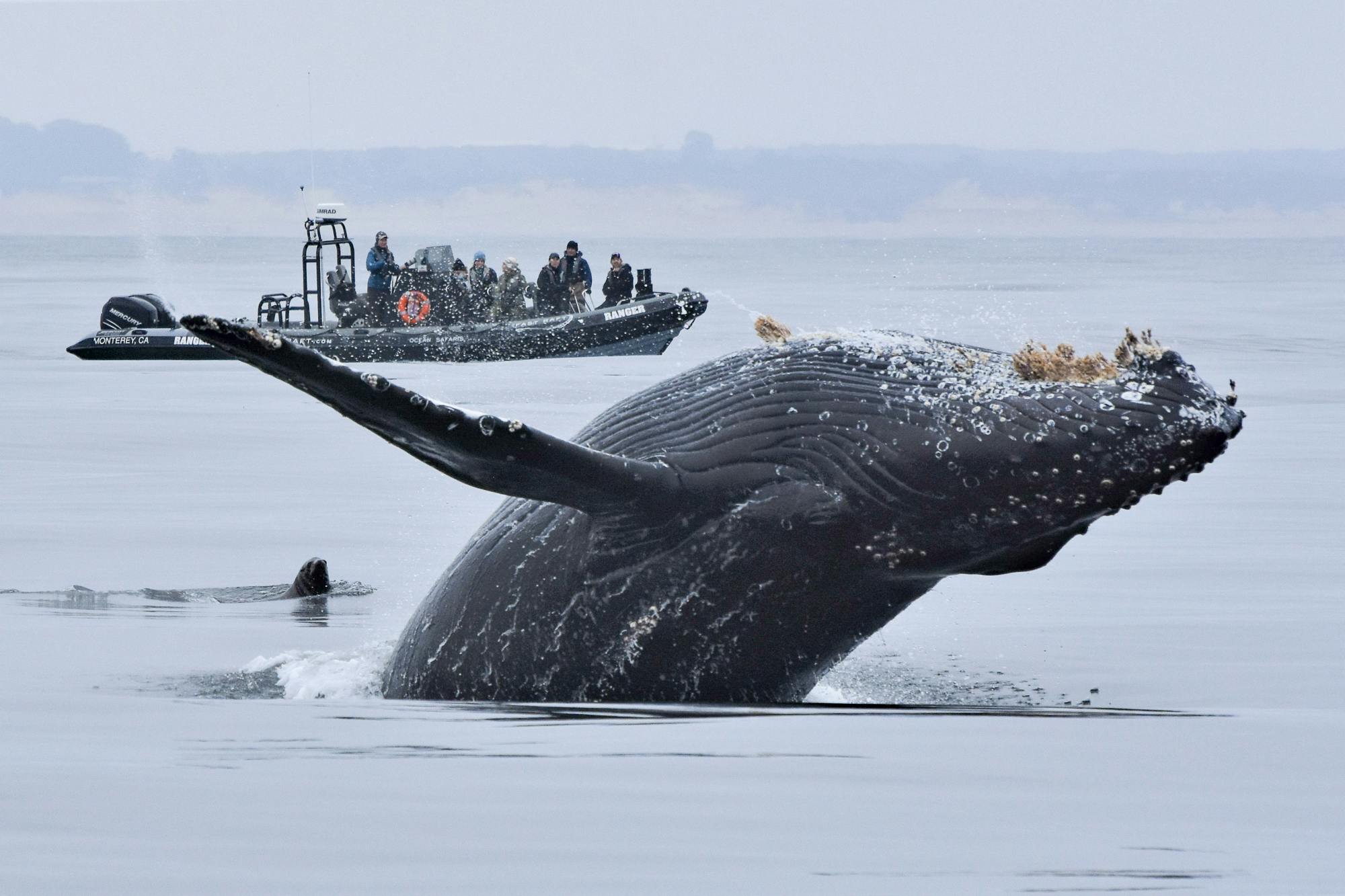 Marine Wildlife Safari Tour from Moss Landing