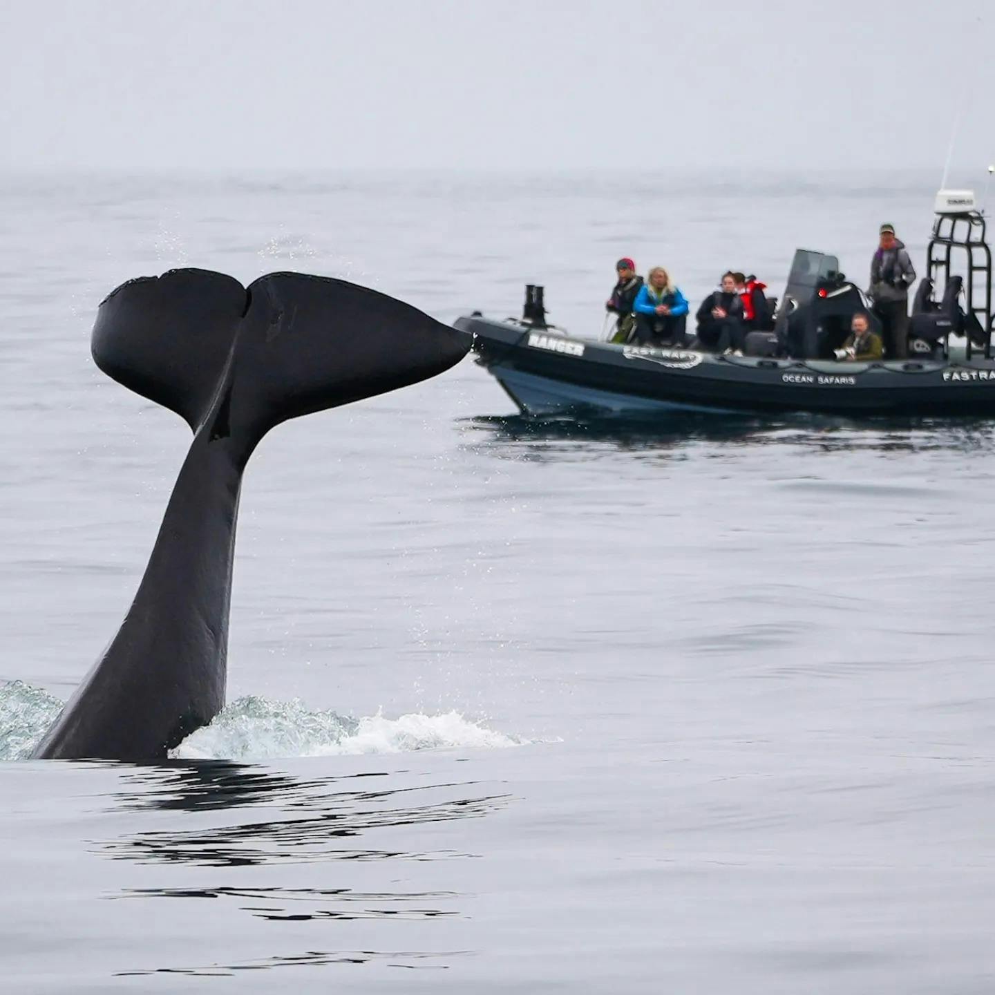 Marine Wildlife Safari Tour from Moss Landing | Whale spotting