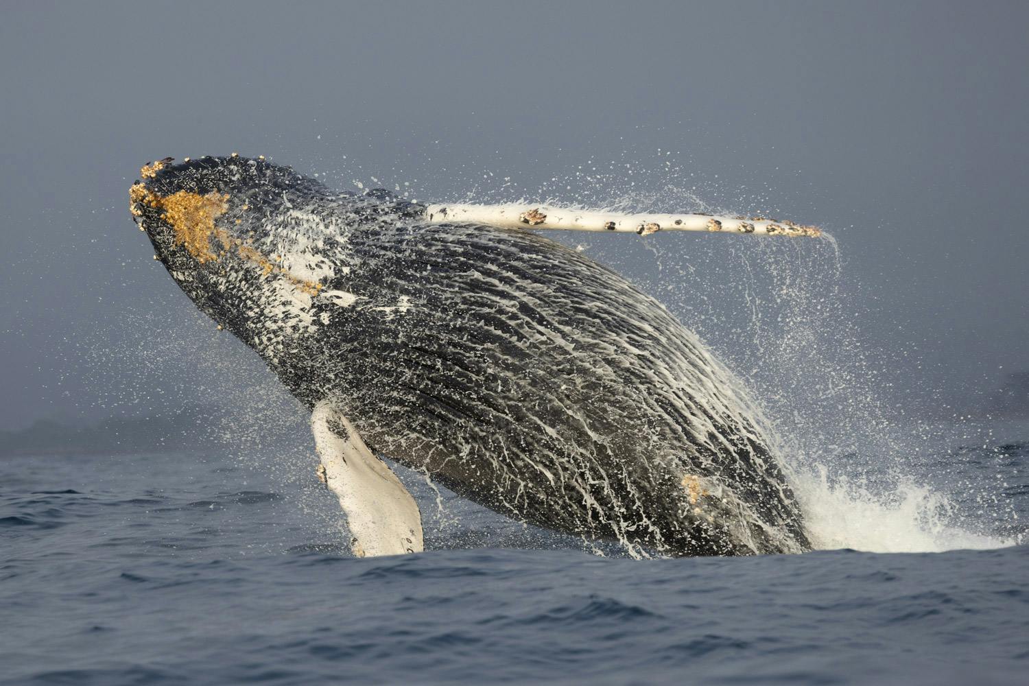 Marine Wildlife Safari Tour from Moss Landing | Whale breaching 
