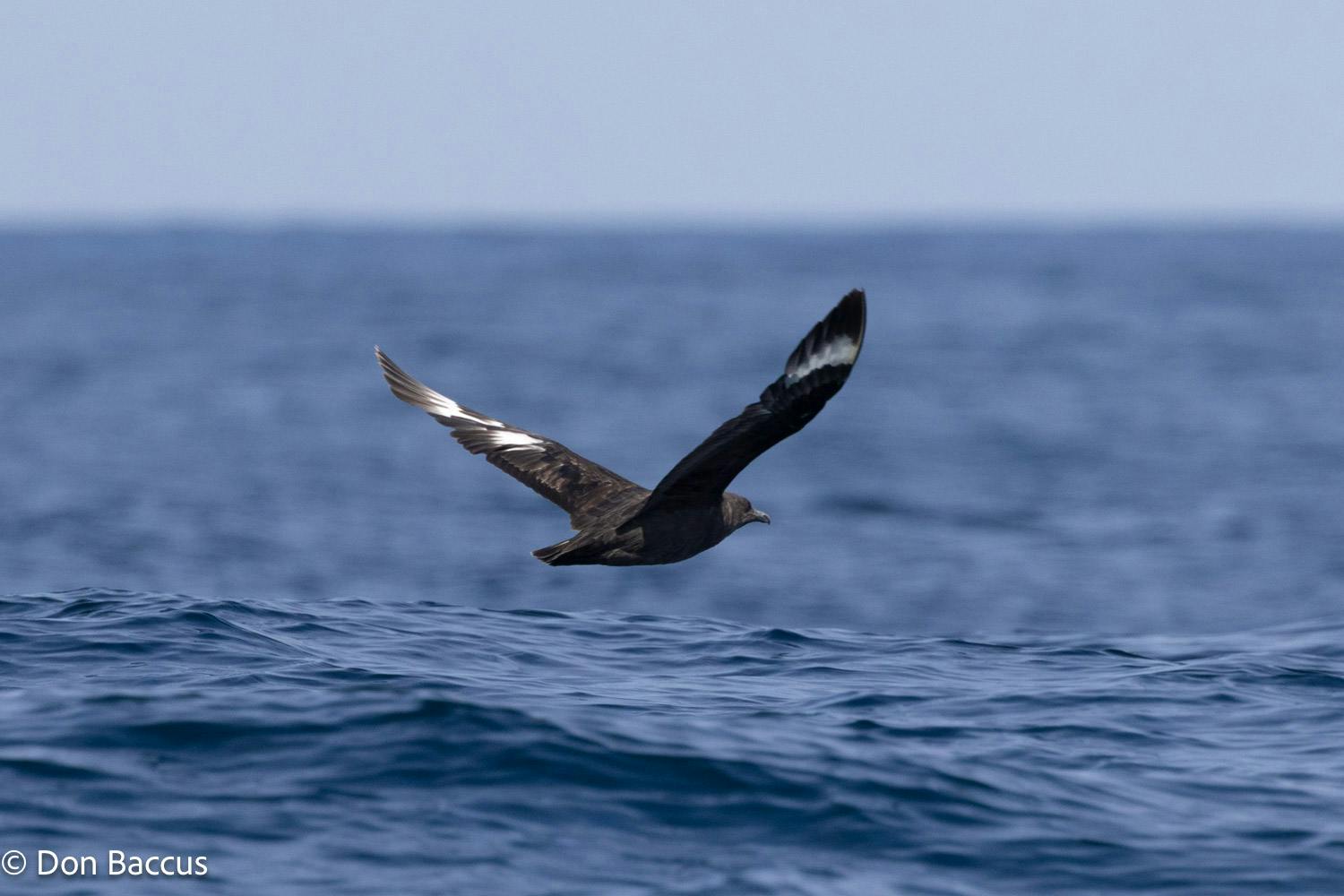 Marine Wildlife Safari Tour from Moss Landing | Sea birds