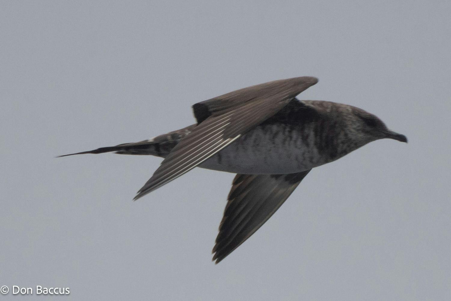 Marine Wildlife Safari Tour from Moss Landing | Sea birds
