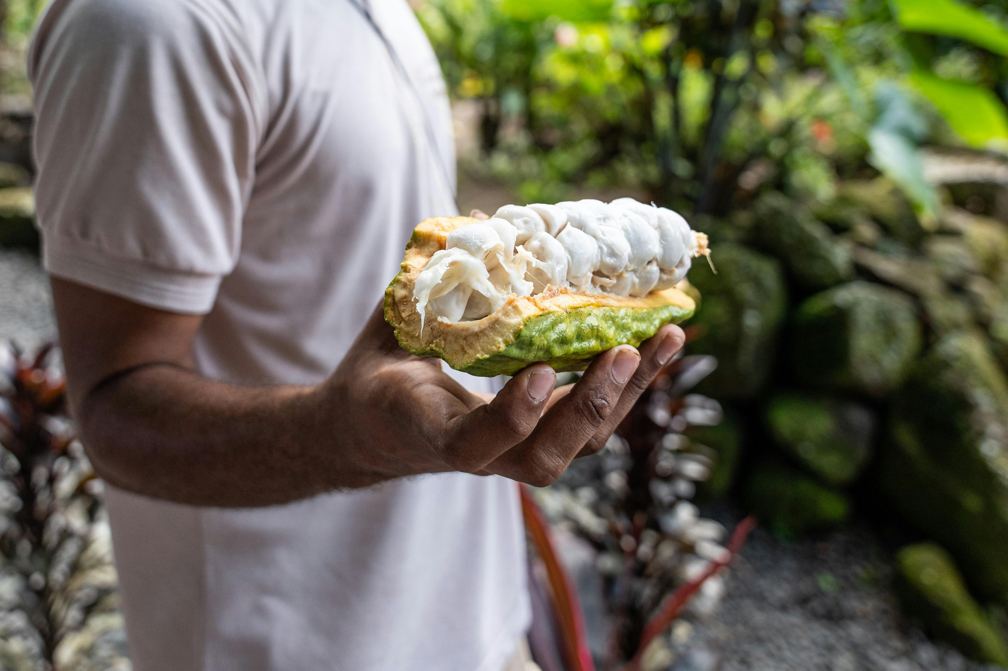 Tree to Bar Experience by Hotel Chocolat cocoa beans
