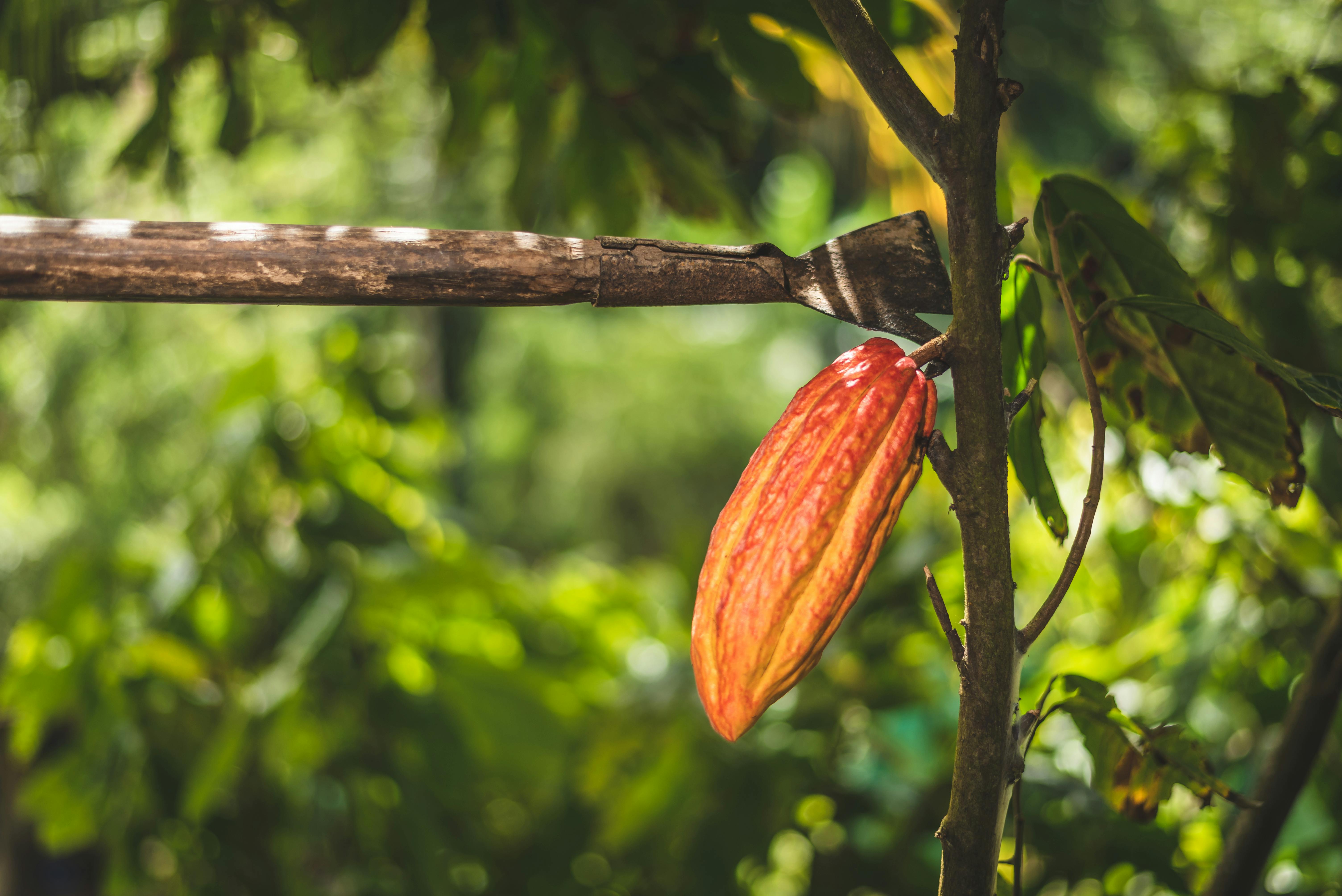 Tree to Bar Experience by Hotel Chocolat cocoa beans
