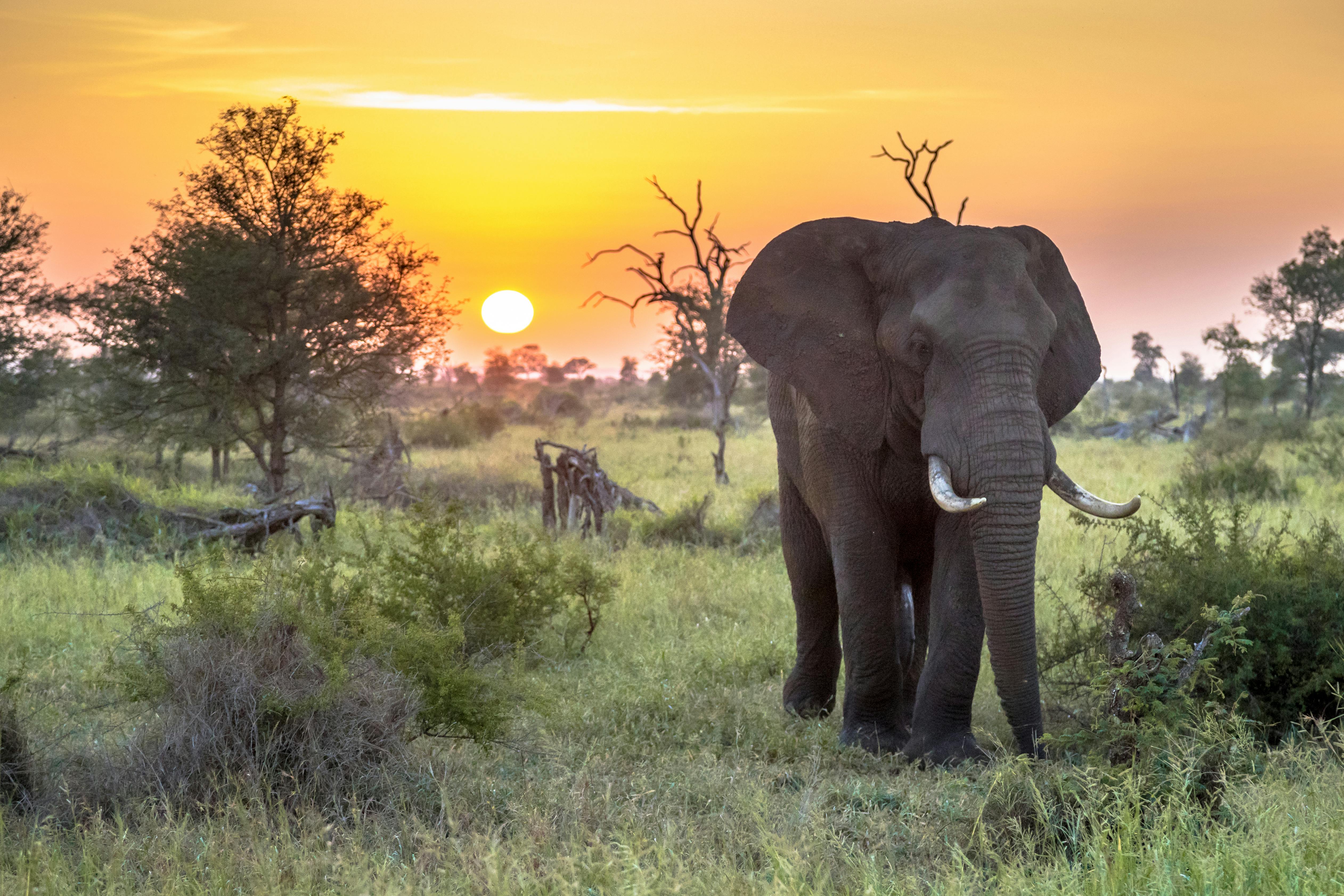 Elephant, Kruger National Park
