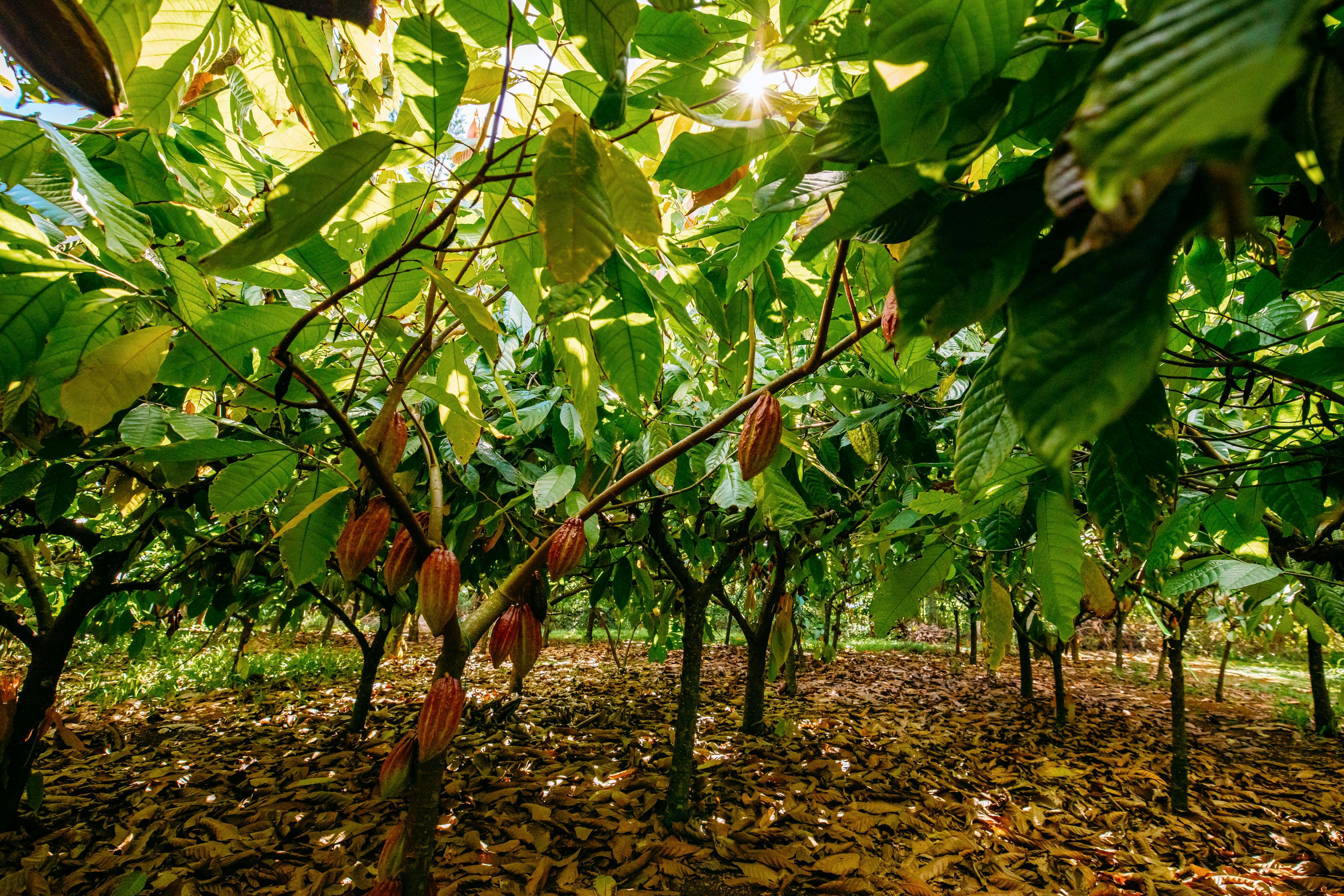 Lydgate Farm Chocolate Tour