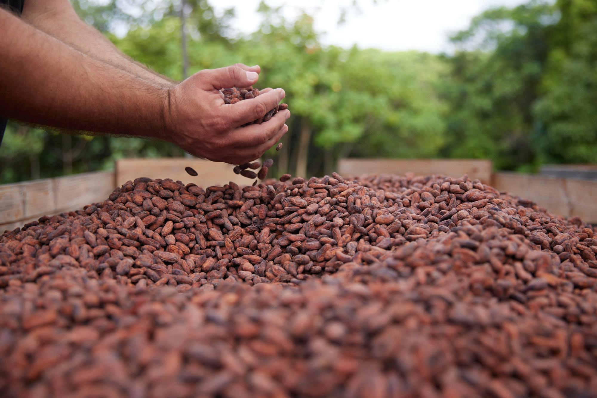 Lydgate Farm Chocolate Tour