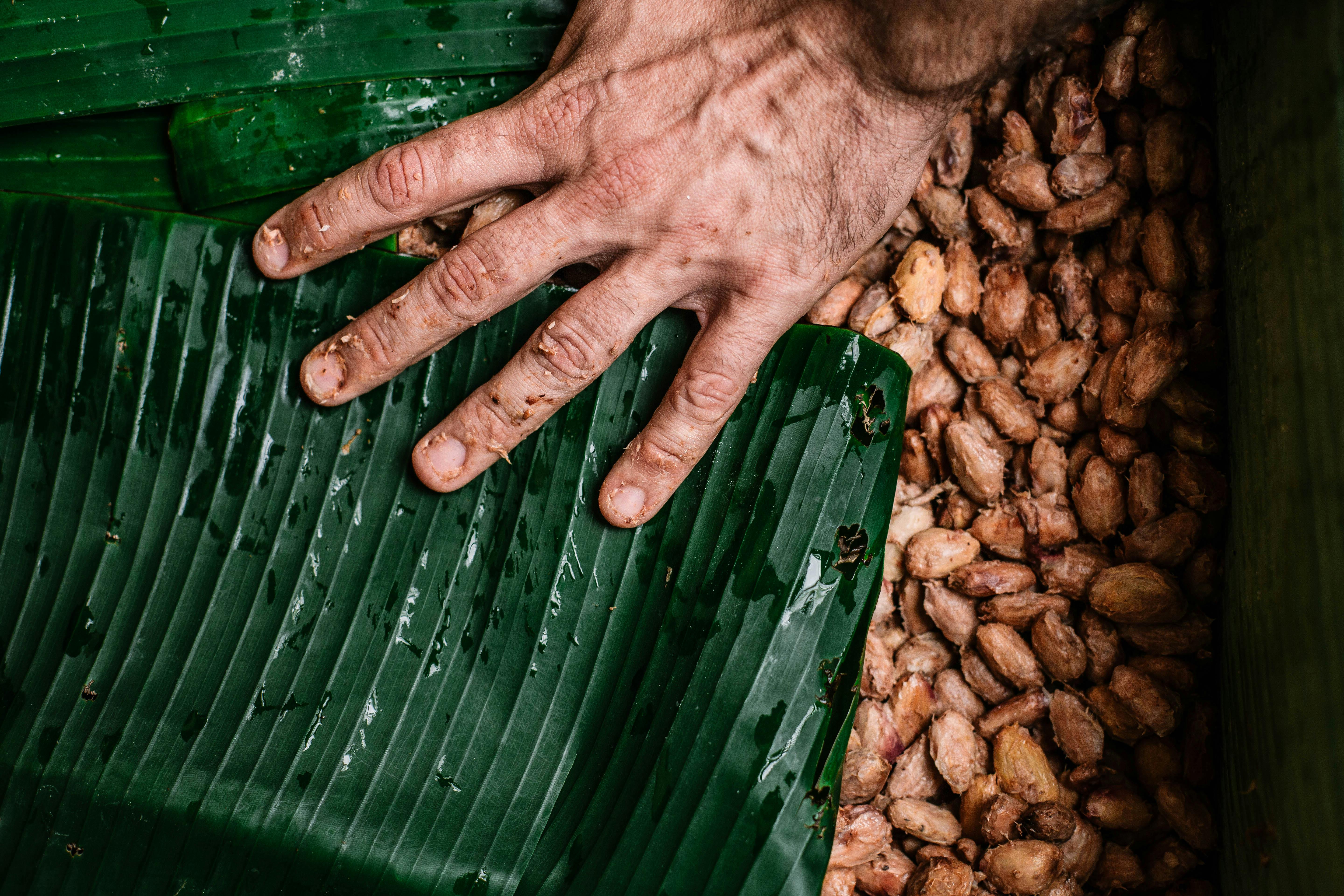 Lydgate Farm Chocolate Tour