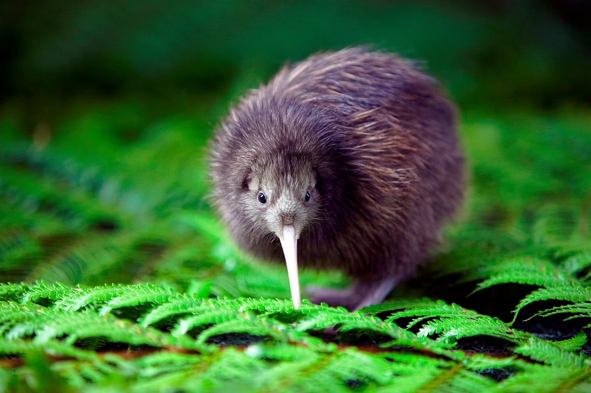 Kiwi Adoption at the National Kiwi Hatchery