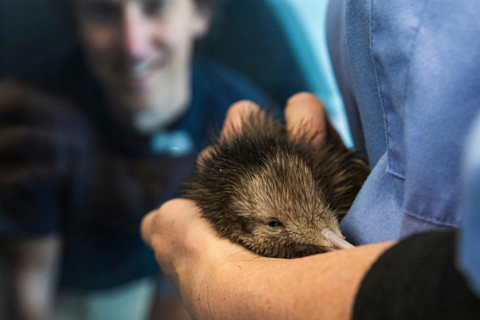 Kiwi Adoption at the National Kiwi Hatchery