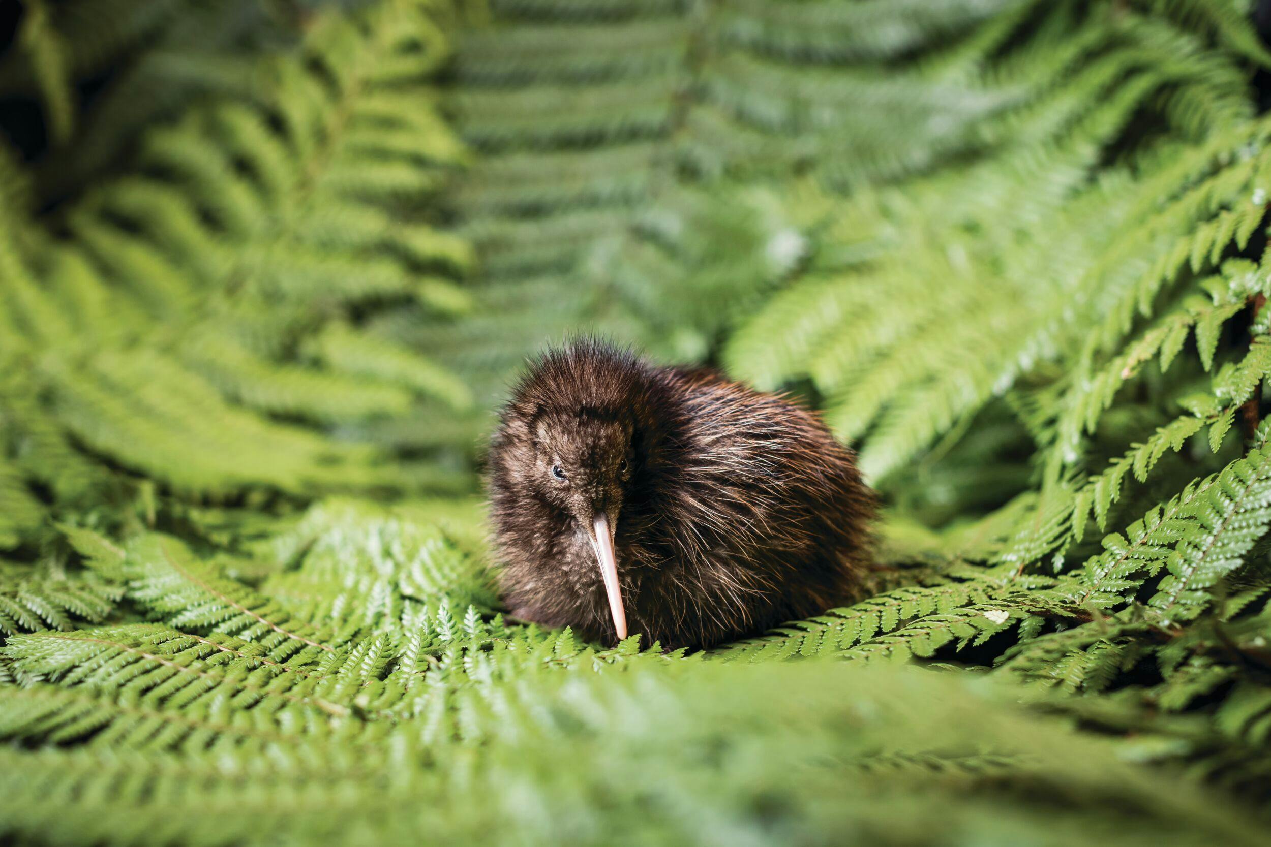 Kiwi Adoption at the National Kiwi Hatchery