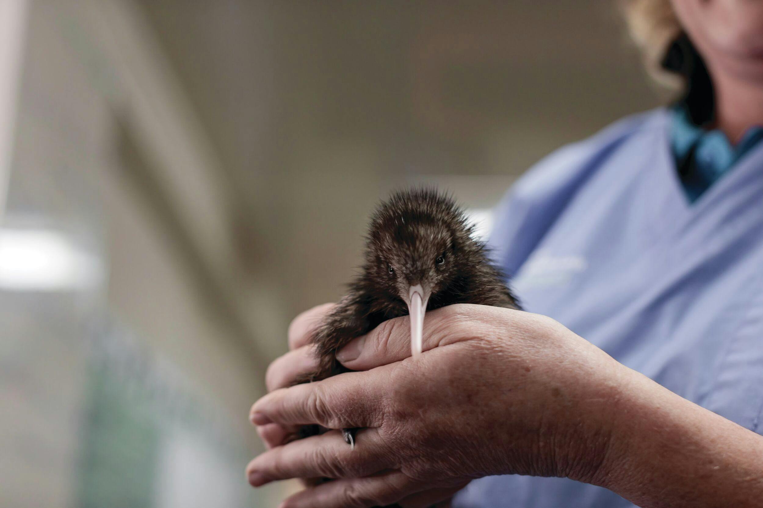 Kiwi Adoption at the National Kiwi Hatchery
