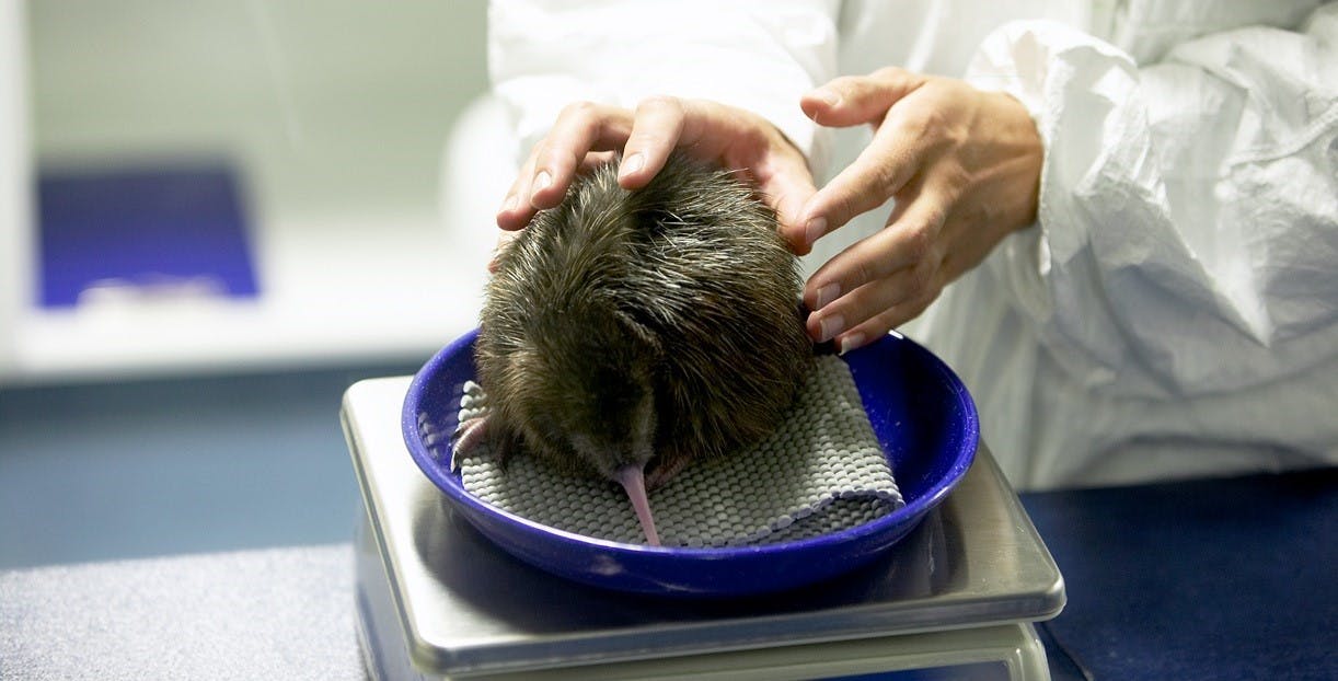 Kiwi Adoption at the National Kiwi Hatchery