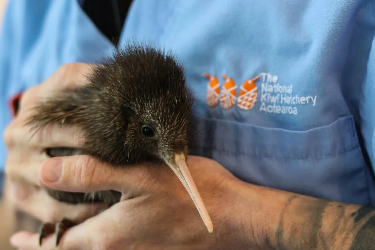 Kiwi Adoption at the National Kiwi Hatchery