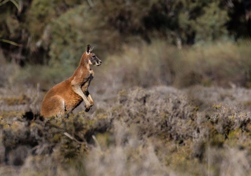 Murray River Kangaroo