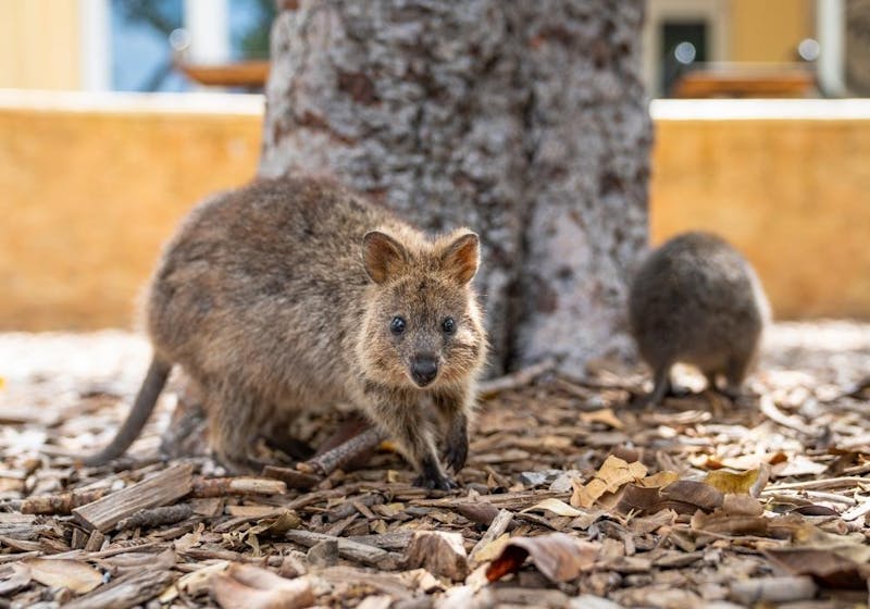 Rottnest Island Quokka