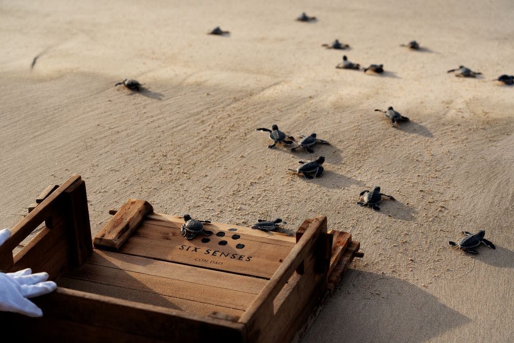 Turtle release, Six Senses Con Dao