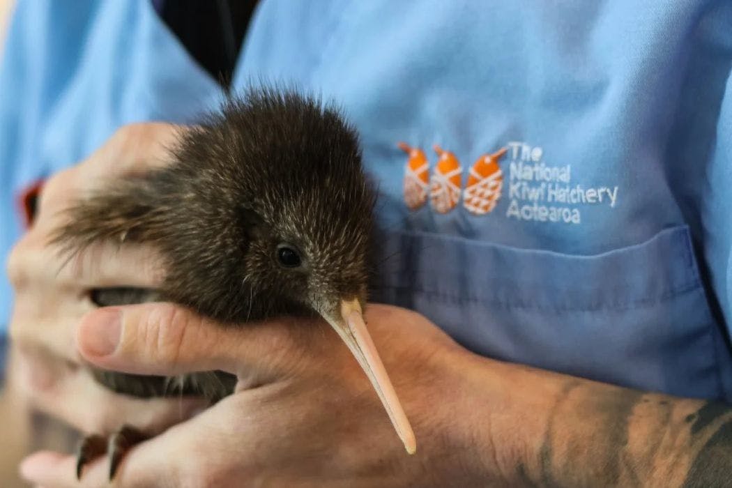 The National Kiwi Hatchery