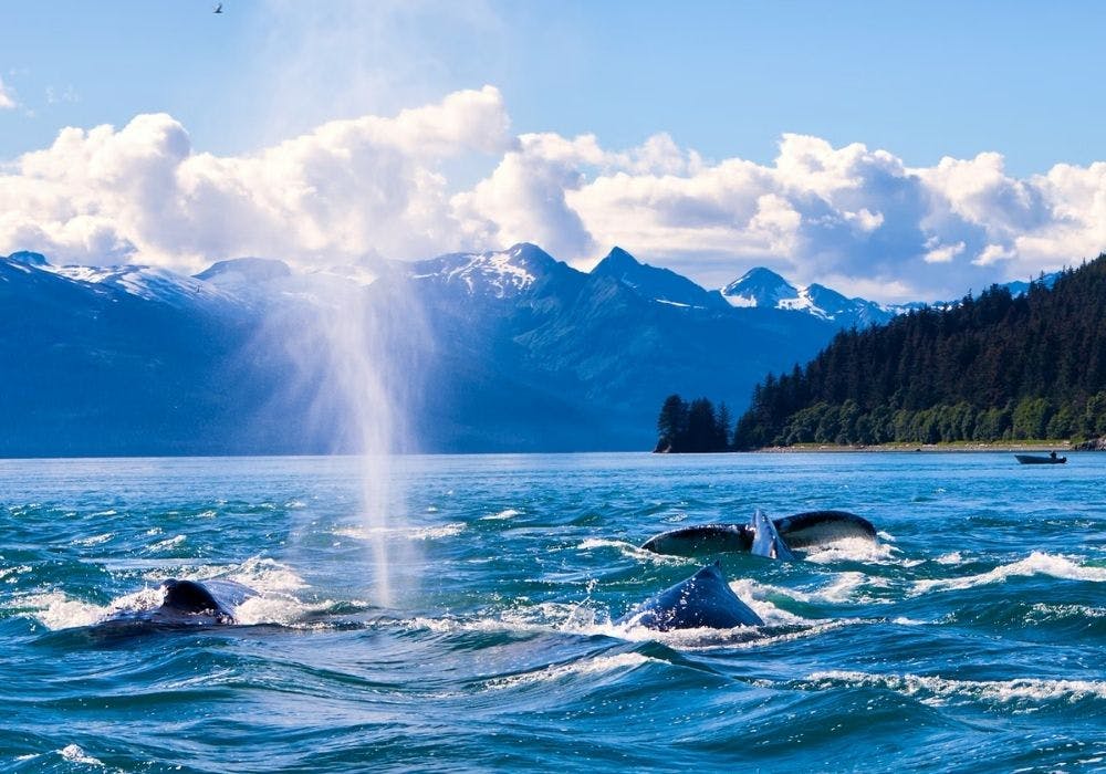 Whales in Alaska