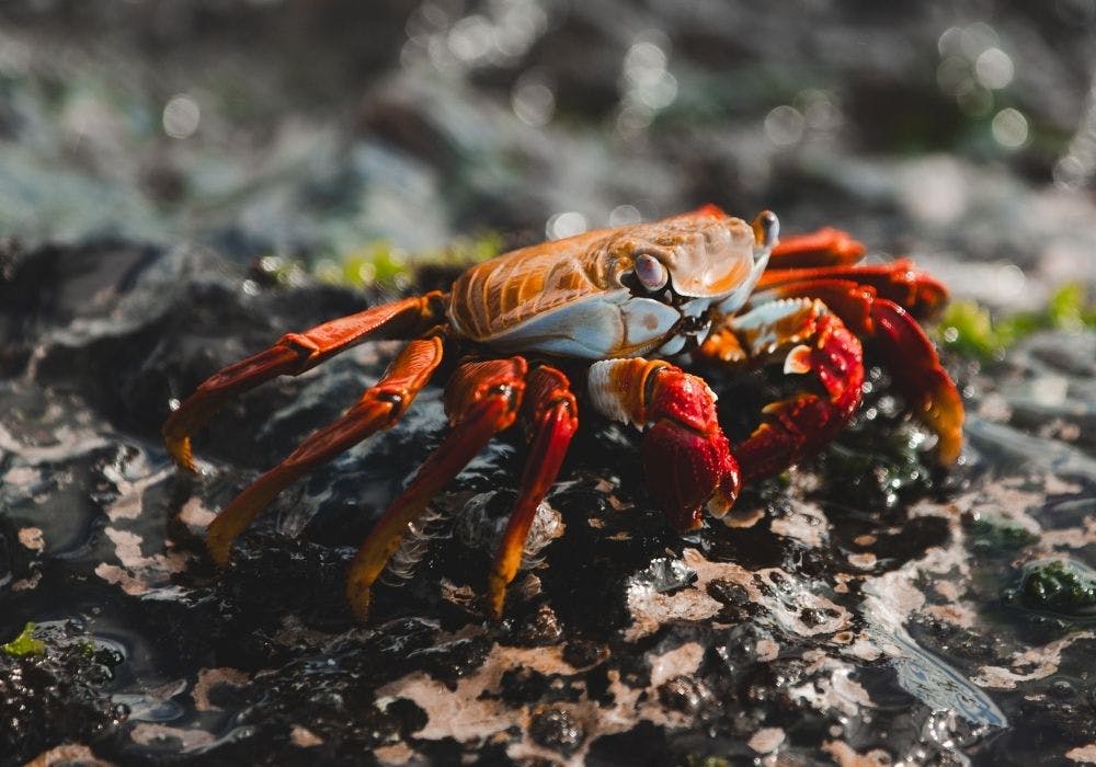 Galapagos Island Crab