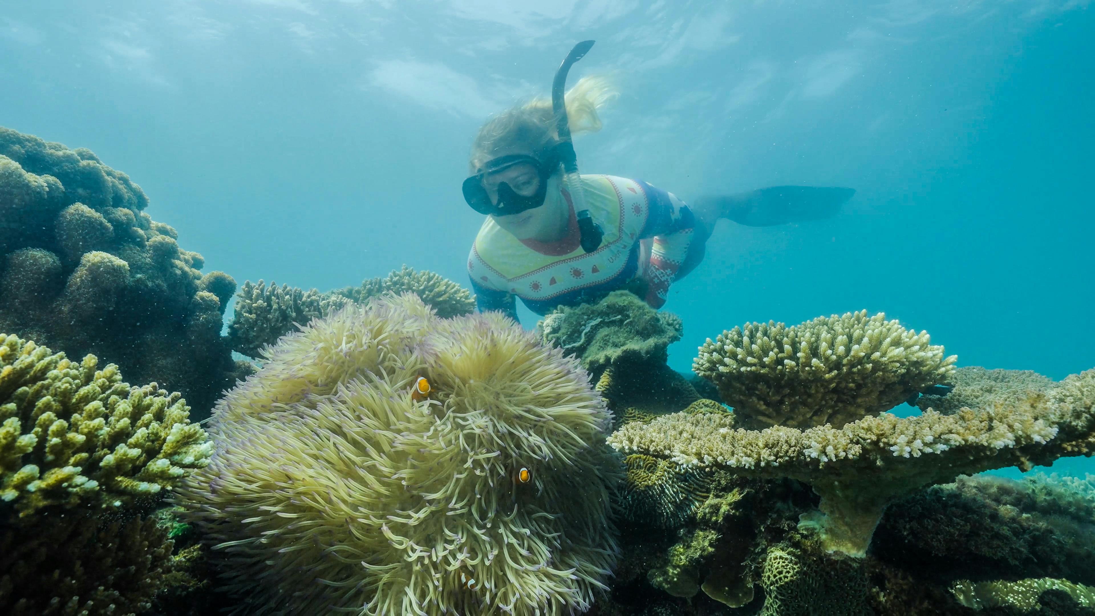 Barrier Reef & Fitzroy Island Full Day | Snorkelling