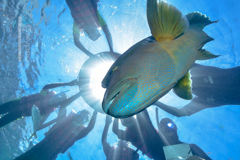 Barrier Reef & Fitzroy Island Full Day | Reef Snorkelling