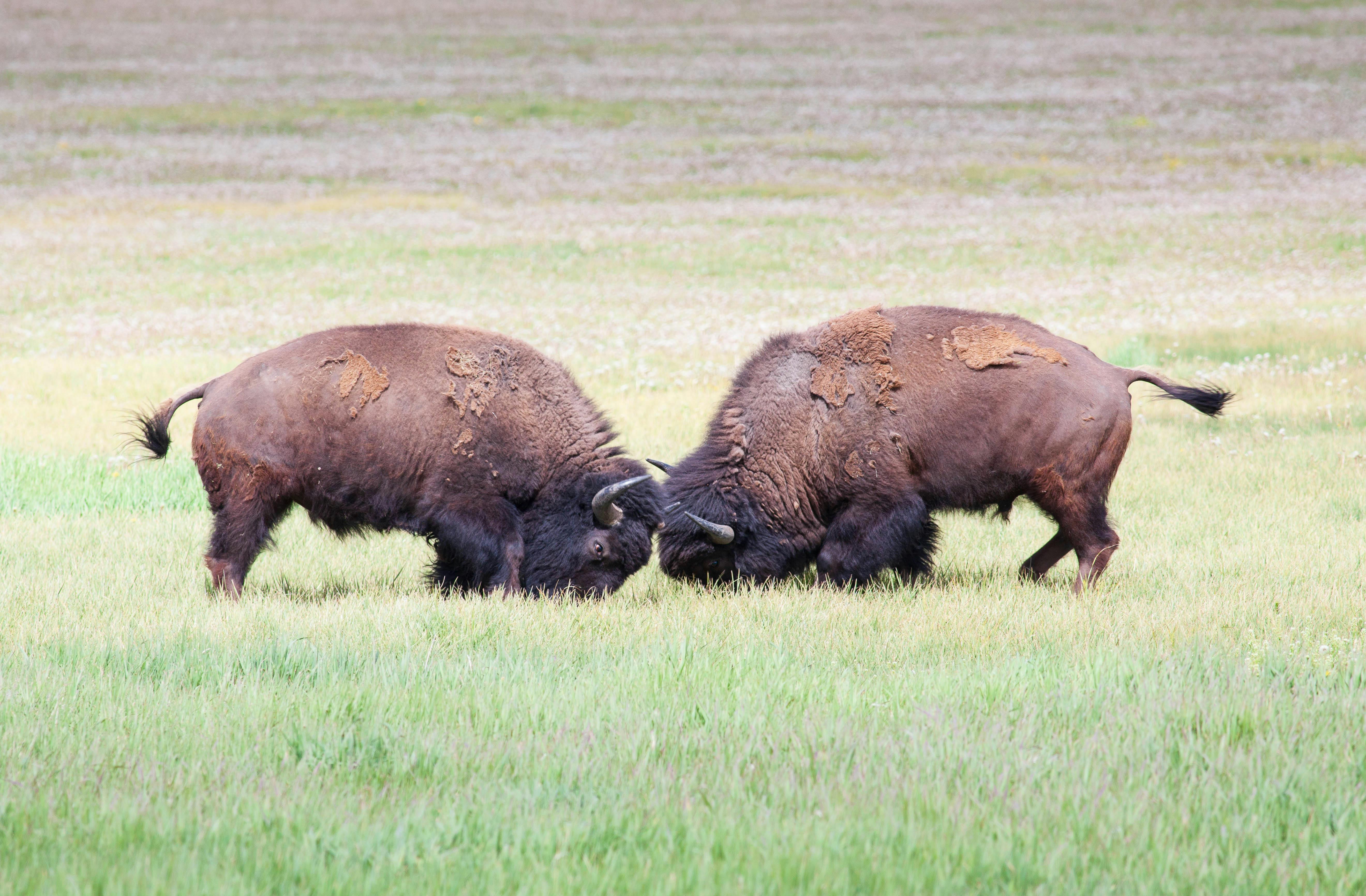 Best of Yellowstone | Picture Credit: Professional Naturalist Guide Team, Jackson Hole Wildlife Safaris