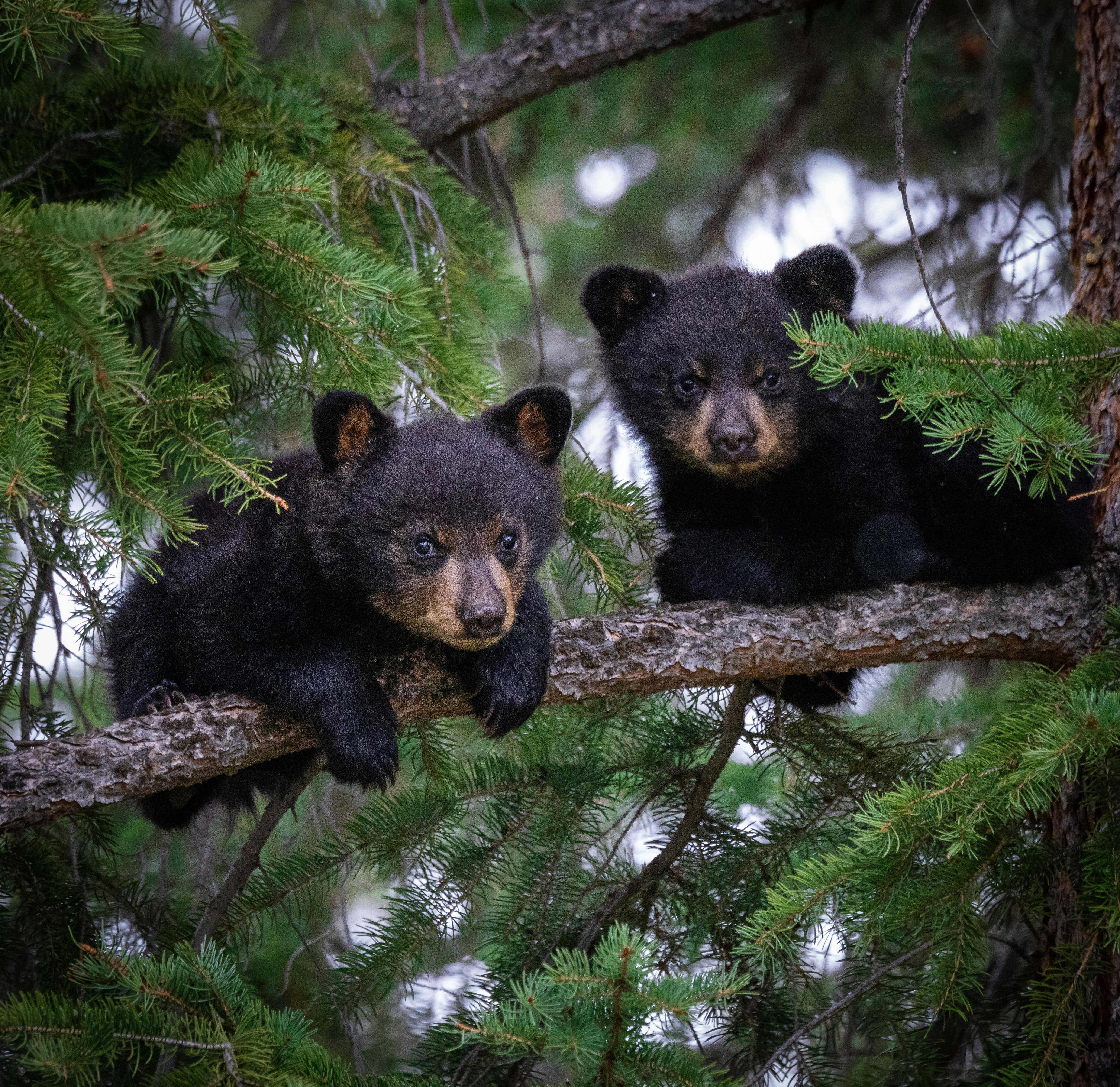 Grand Teton Wildlife Safari | Picture Credit: Professional Naturalist Guide Team, Jackson Hole Wildlife Safaris