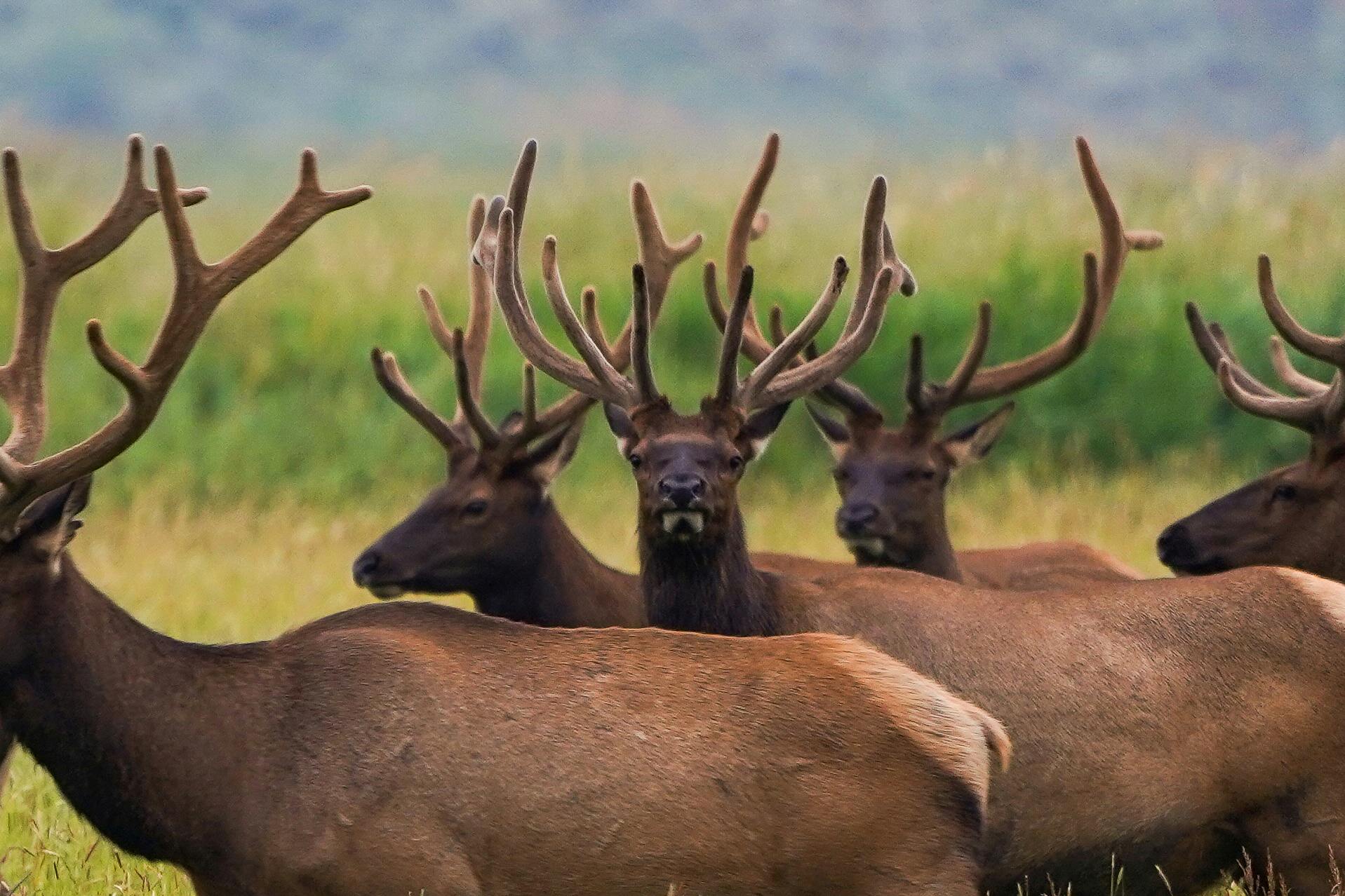 Grand Teton Wildlife Safari | Picture Credit: Professional Naturalist Guide Team, Jackson Hole Wildlife Safaris