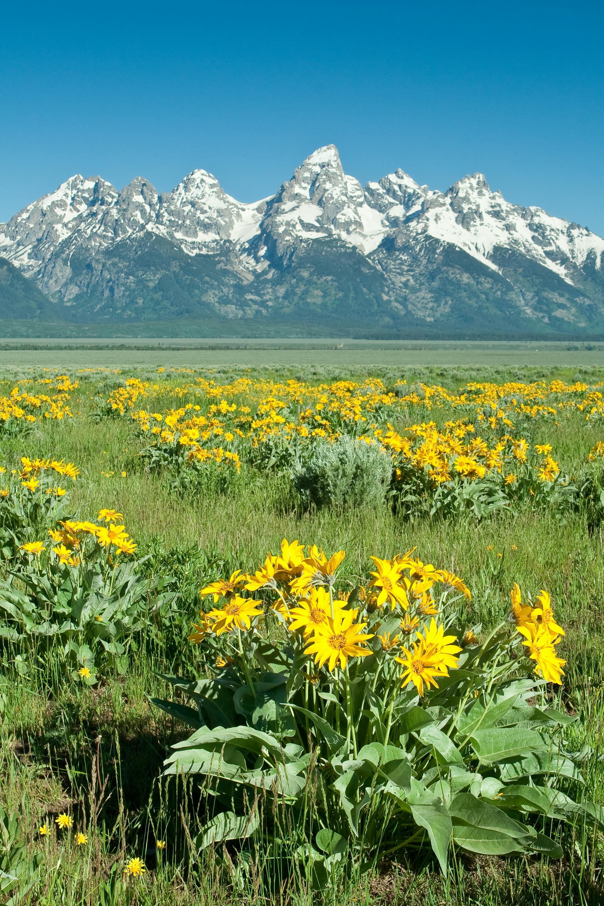 Grand Teton Wildlife Safari | Picture Credit: Professional Naturalist Guide Team, Jackson Hole Wildlife Safaris