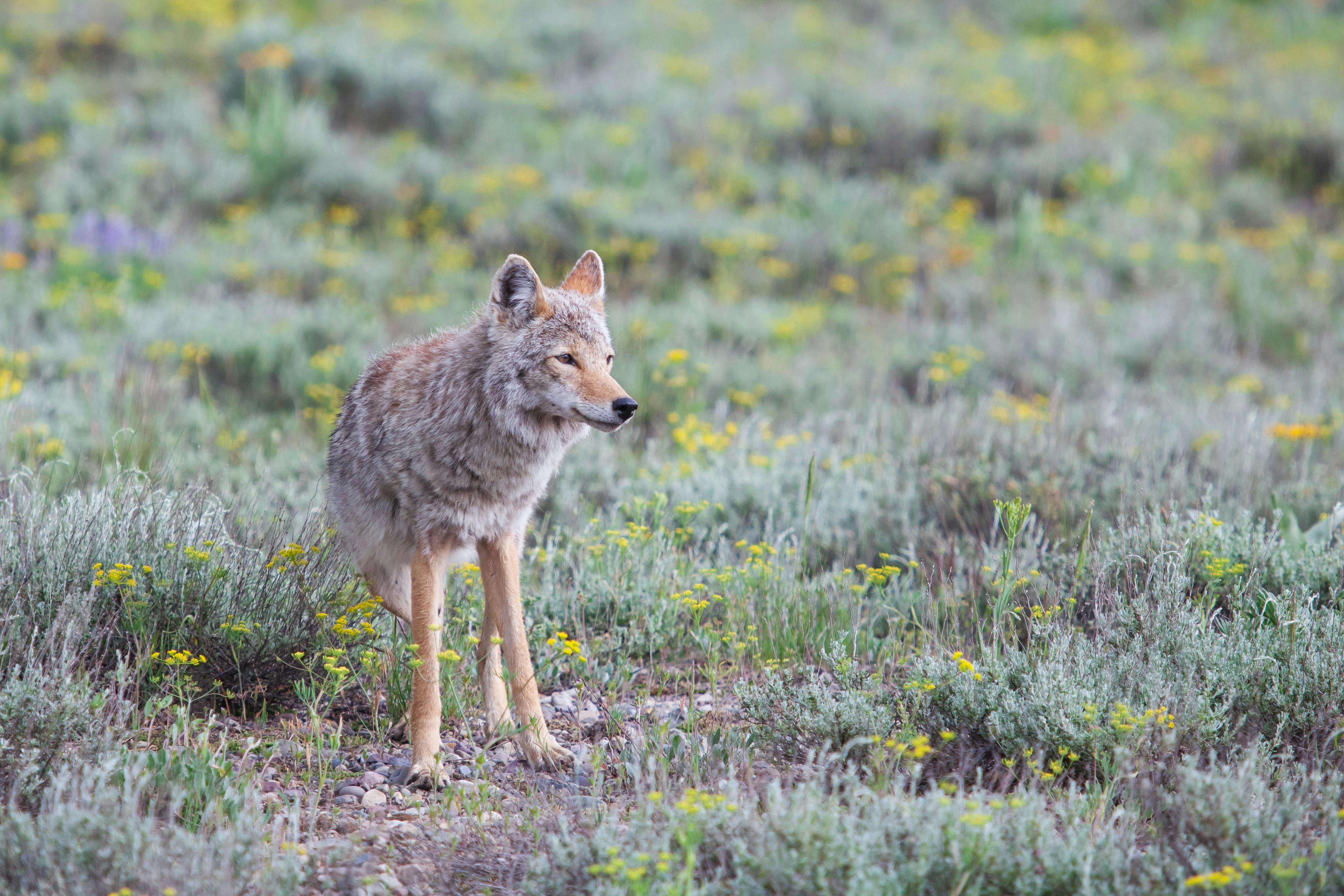 Grand Teton Wildlife Safari | Picture Credit: Professional Naturalist Guide Team, Jackson Hole Wildlife Safaris