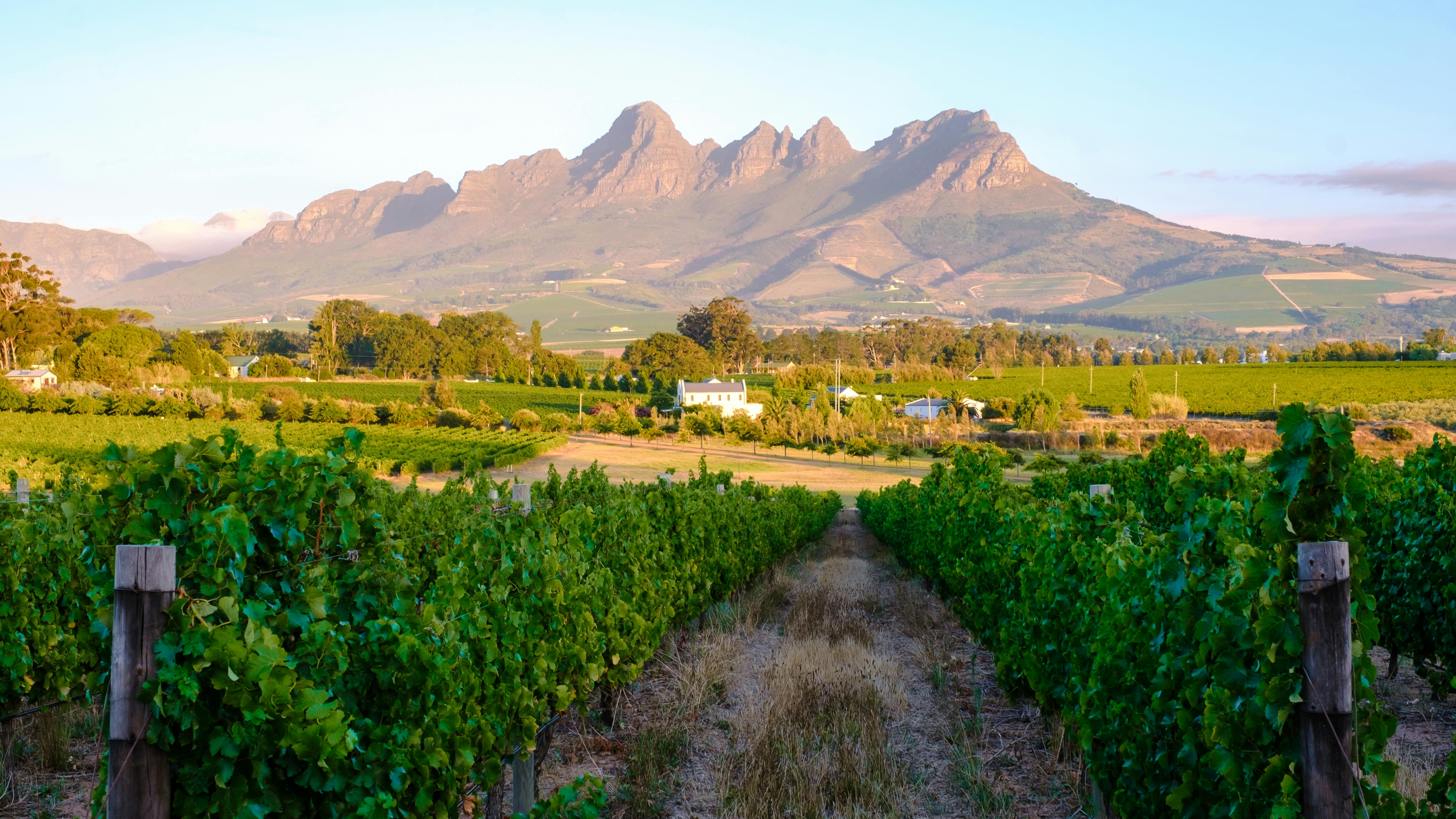 Explore the Winelands