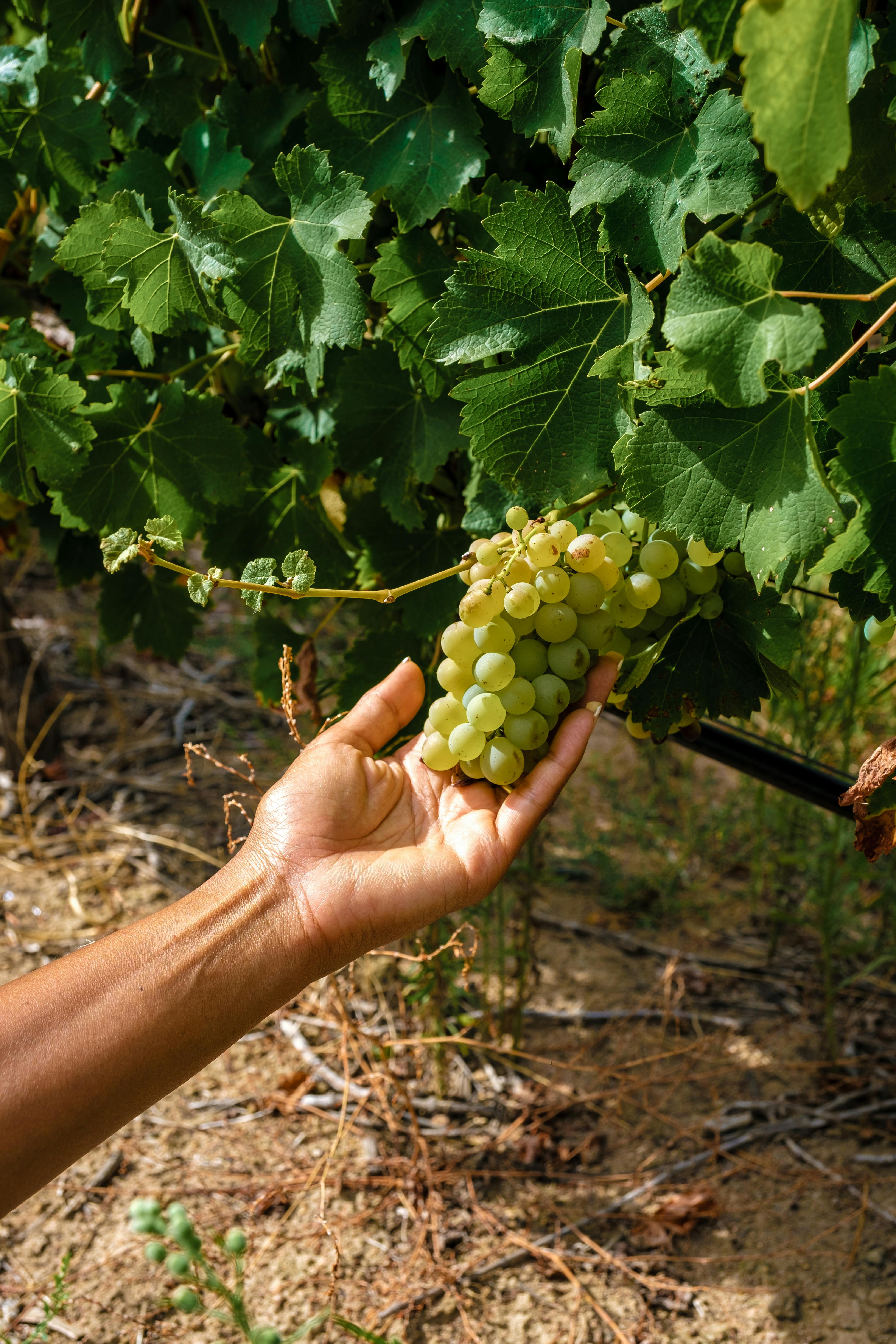 Grapes in the winelands of Cape Town