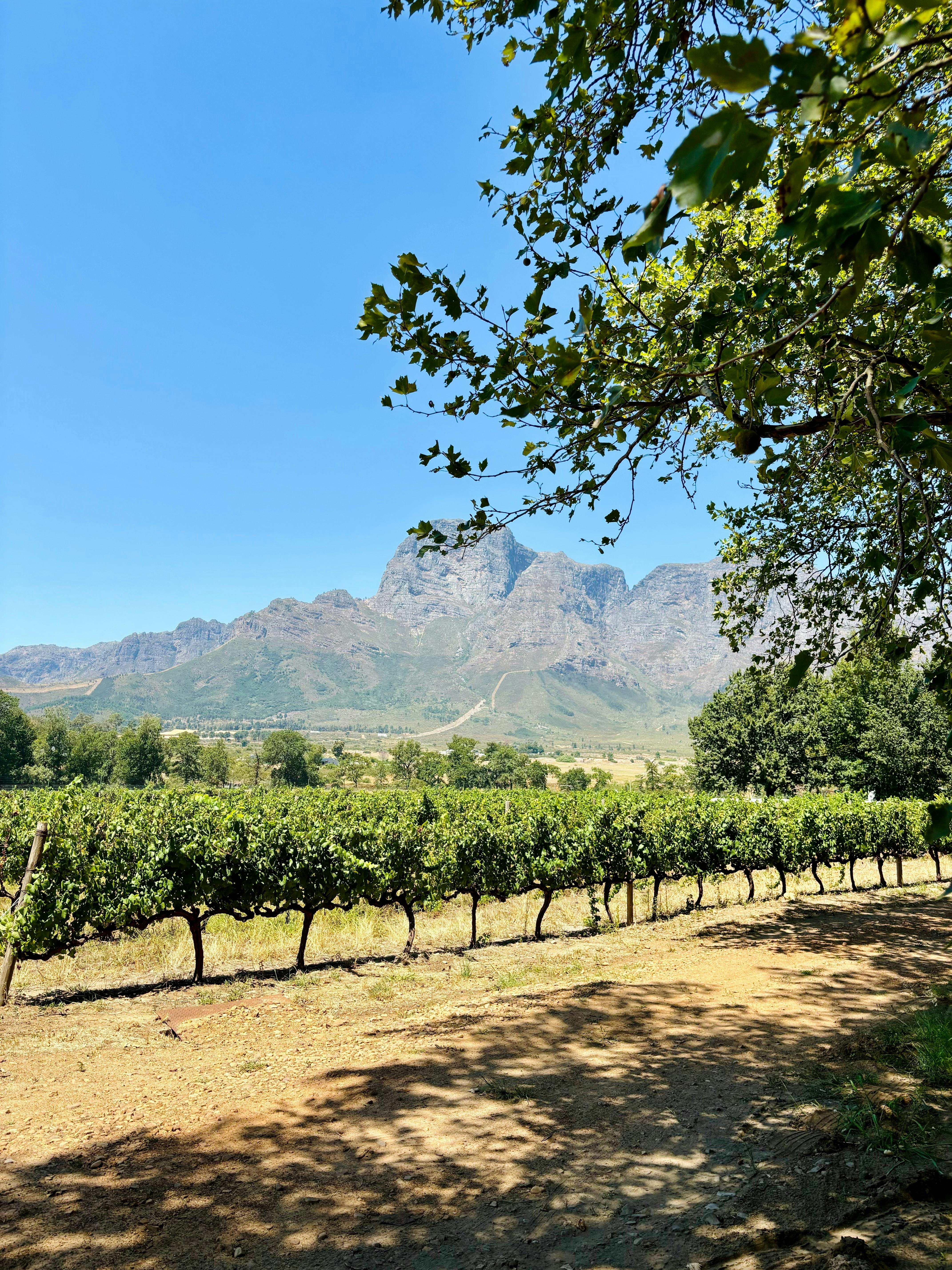 Winelands of Cape Town