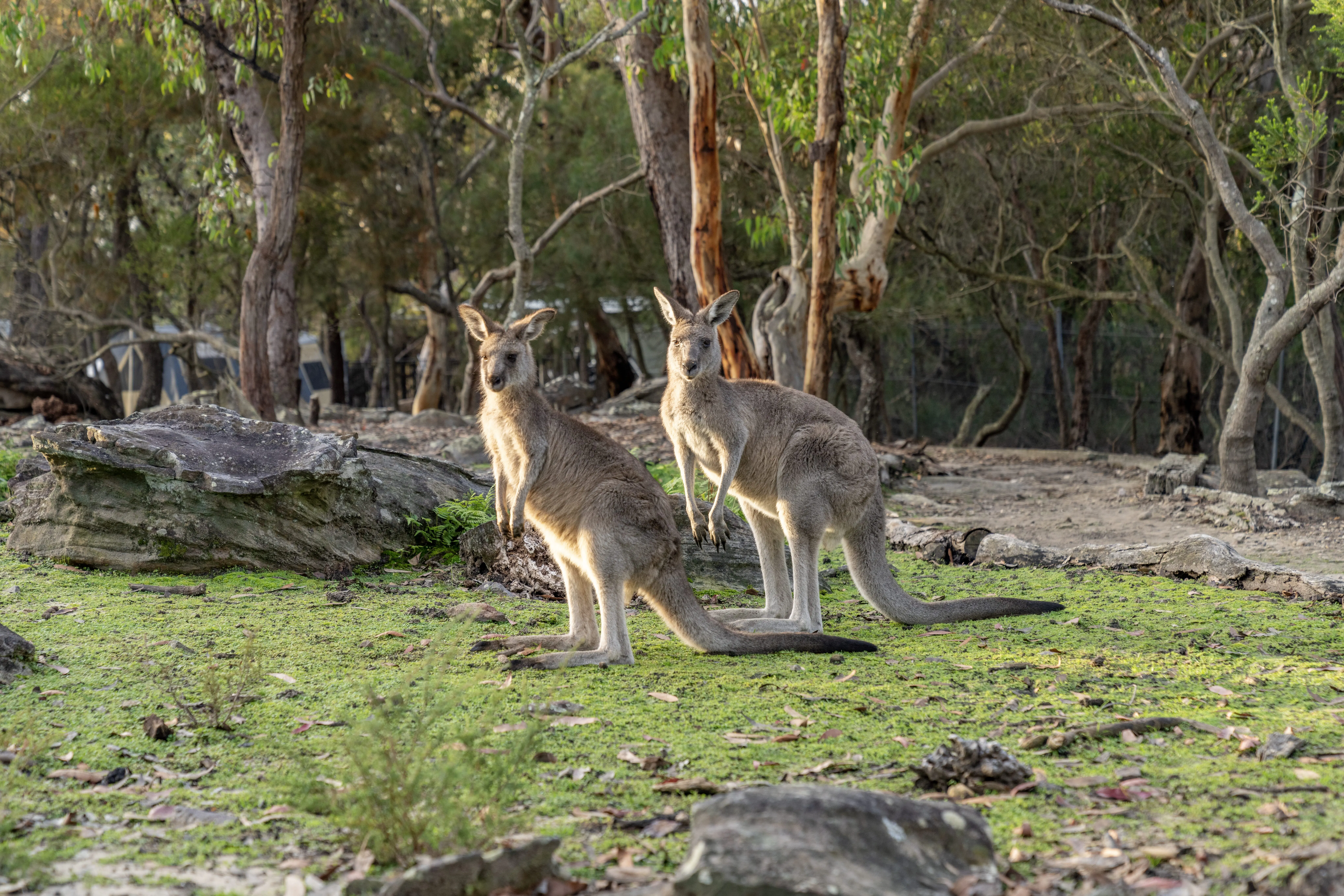 Koalas, Kangaroos, Gourmet Dining & Boutique Wines 