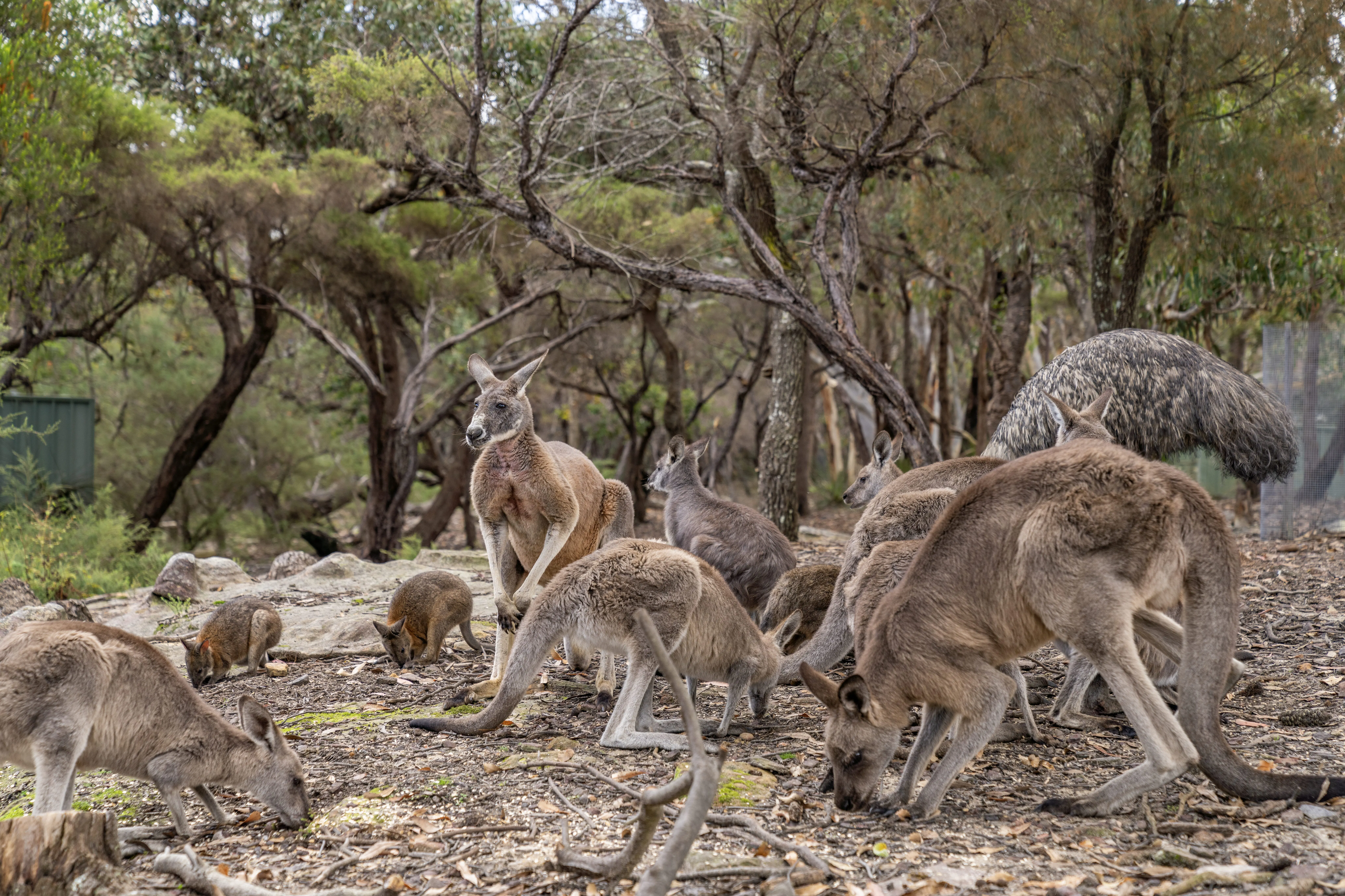 Koalas, Kangaroos, Gourmet Dining & Boutique Wines | Wildlife