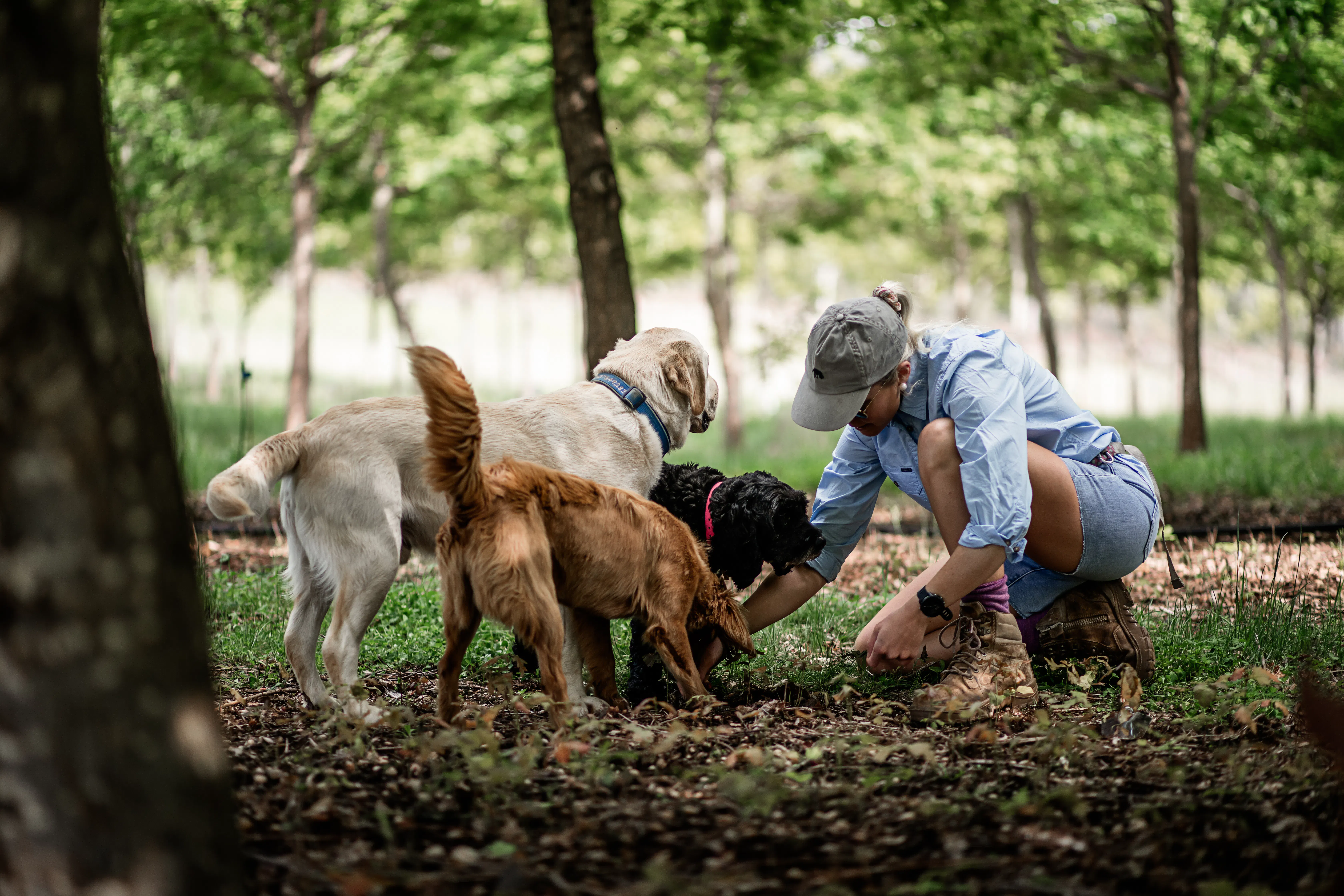 Summer Siesta Truffle Hunting
