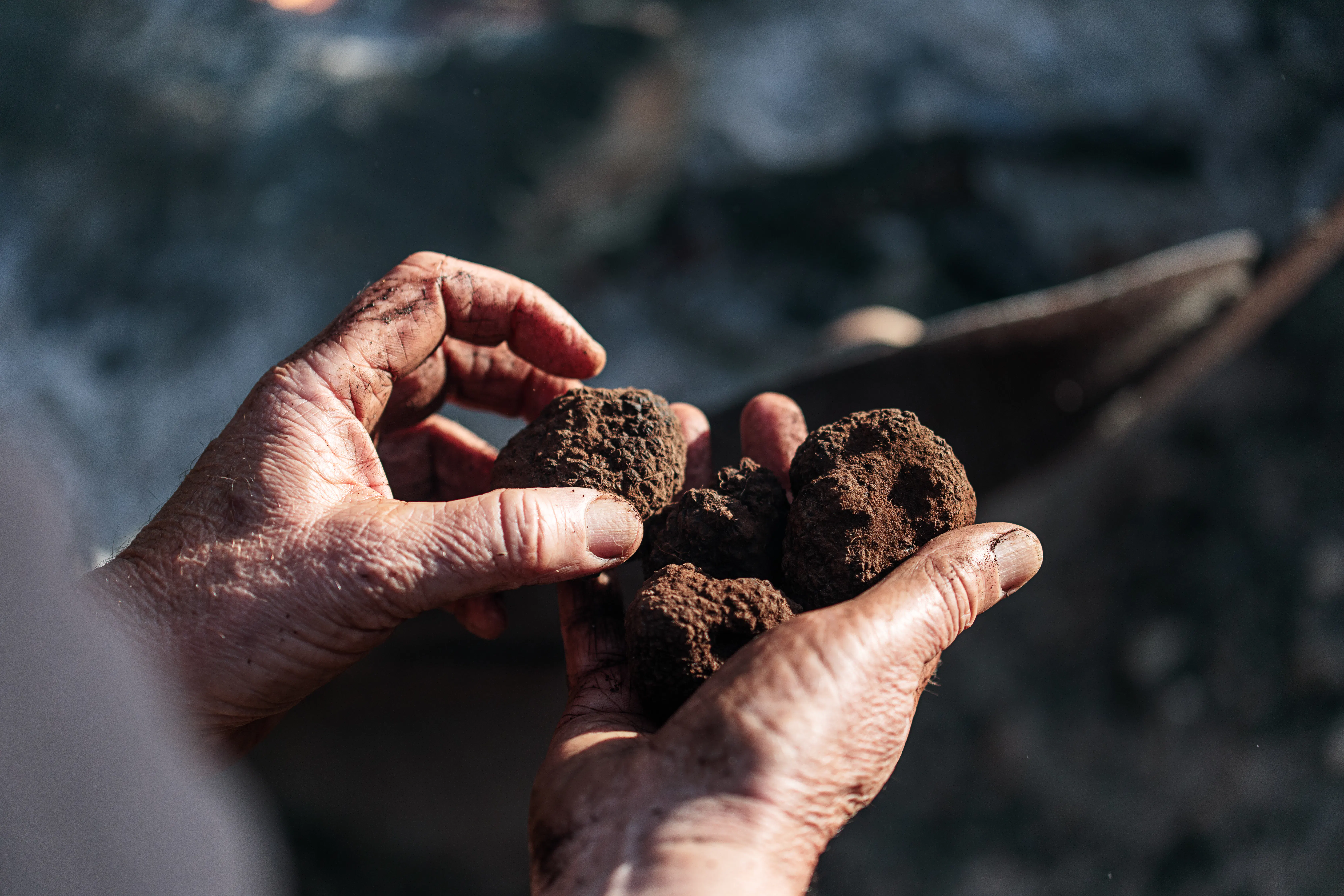 Summer Siesta Truffle Hunting - The Truffle Farm Tasmania
