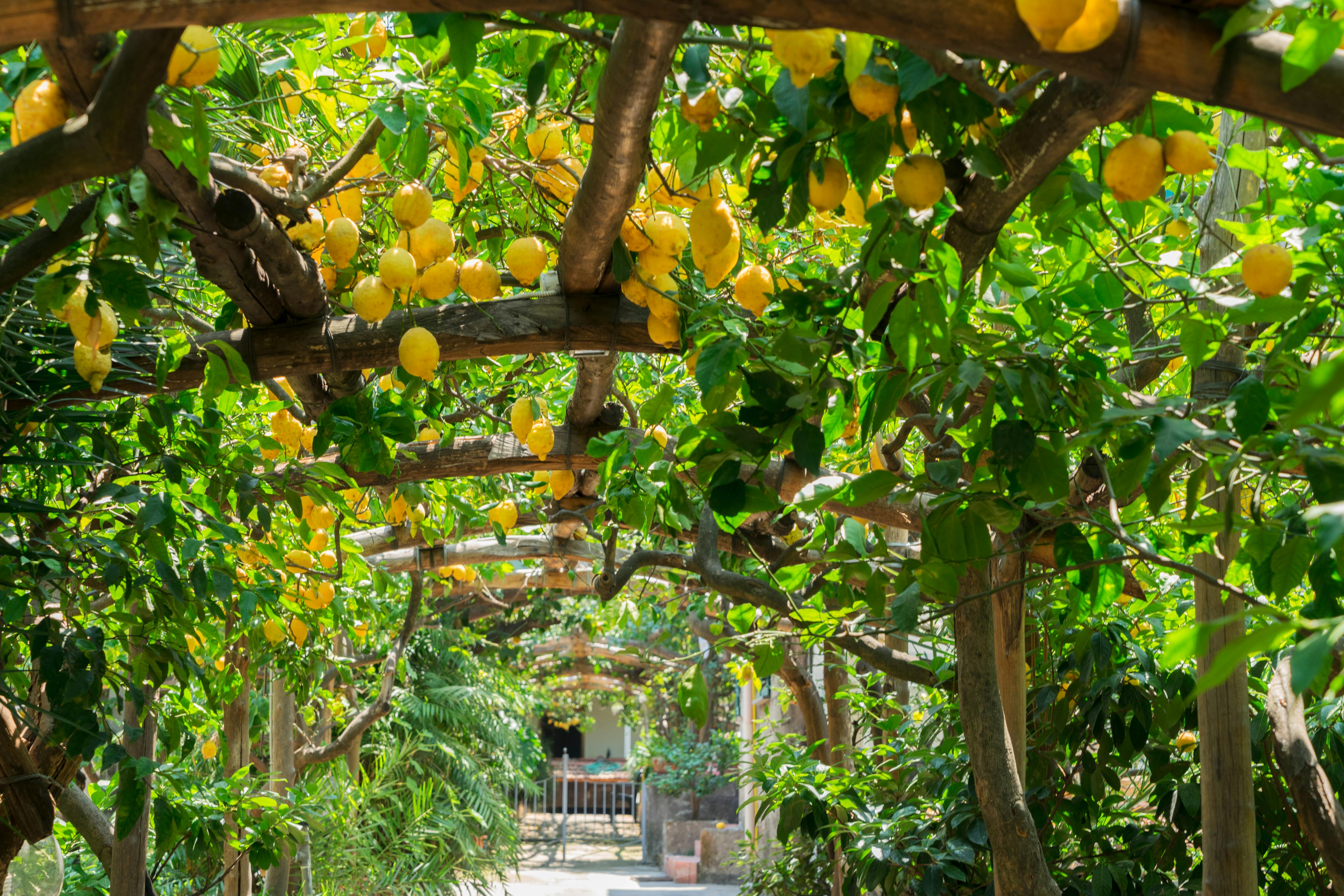 Amalfi Lemon Farm & Private Cooking Class