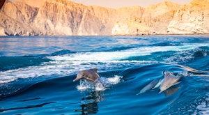 Oman Dolphin & Snorkelling Luxury Yacht Experience