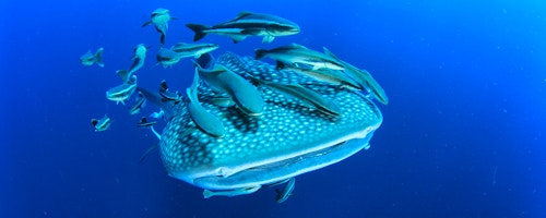 Whale Sharks & Manta Ray Adventure at Joali image 1