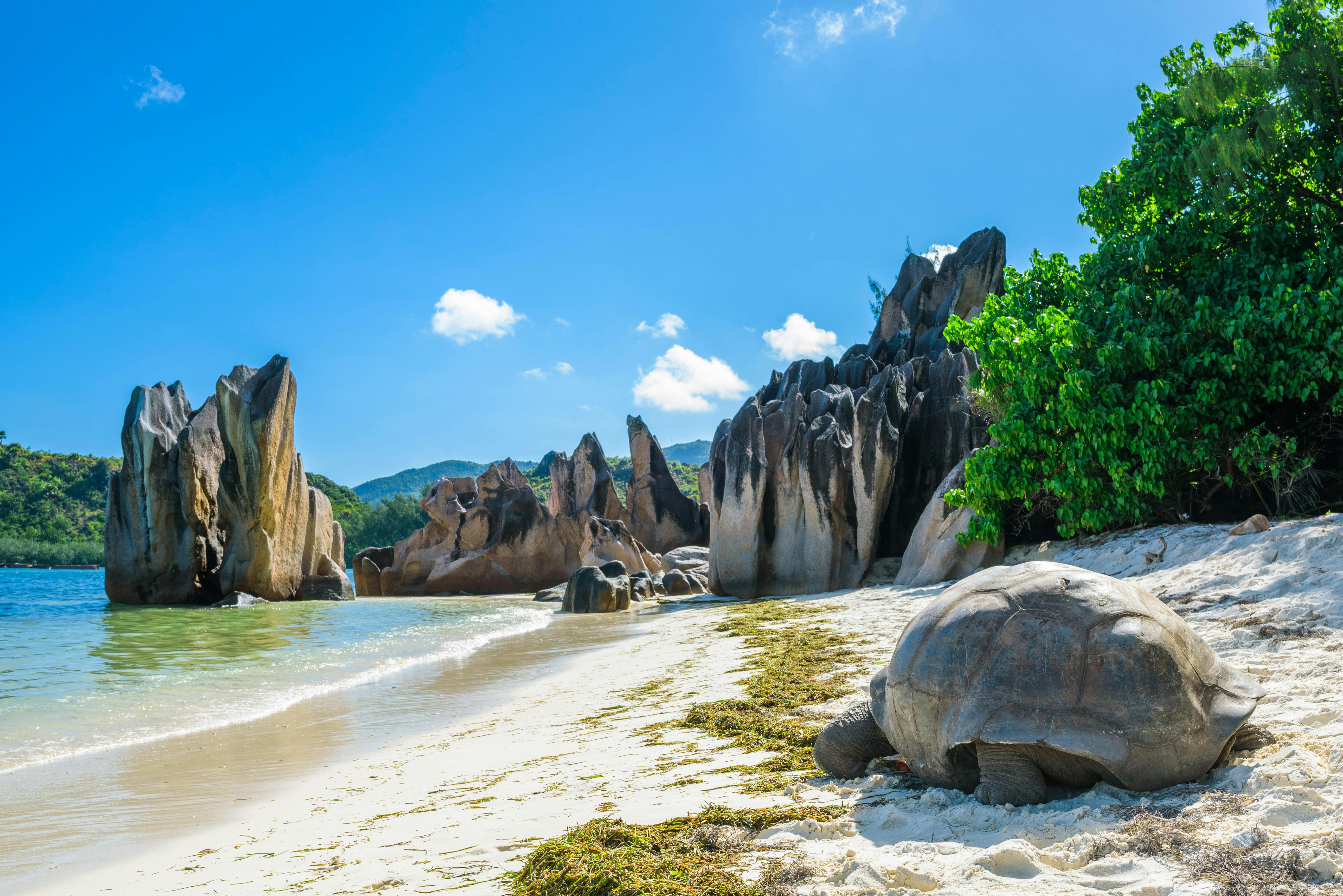 Turtles & Tortoises: Seychelles Three-Island Cruise 