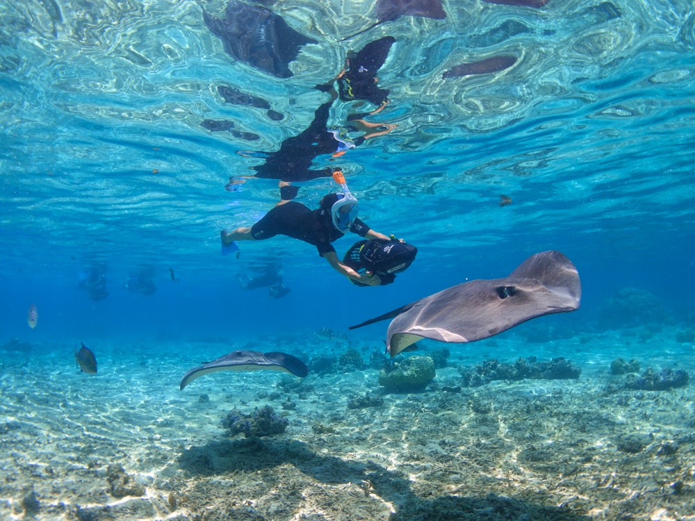 Moorea Lagoon Seascooter Snorkeling Guided Tour
